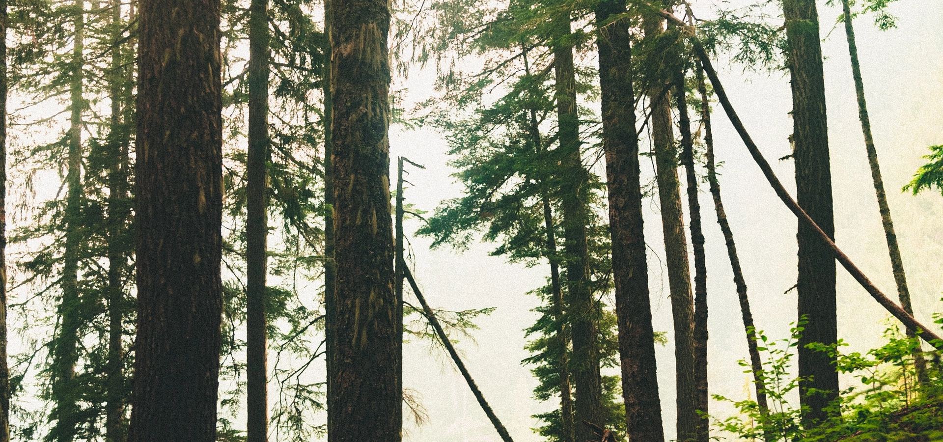 A hiker walking through tall sunlit Pacific Northwest firs — purposeful momentum, values-driven balance.
