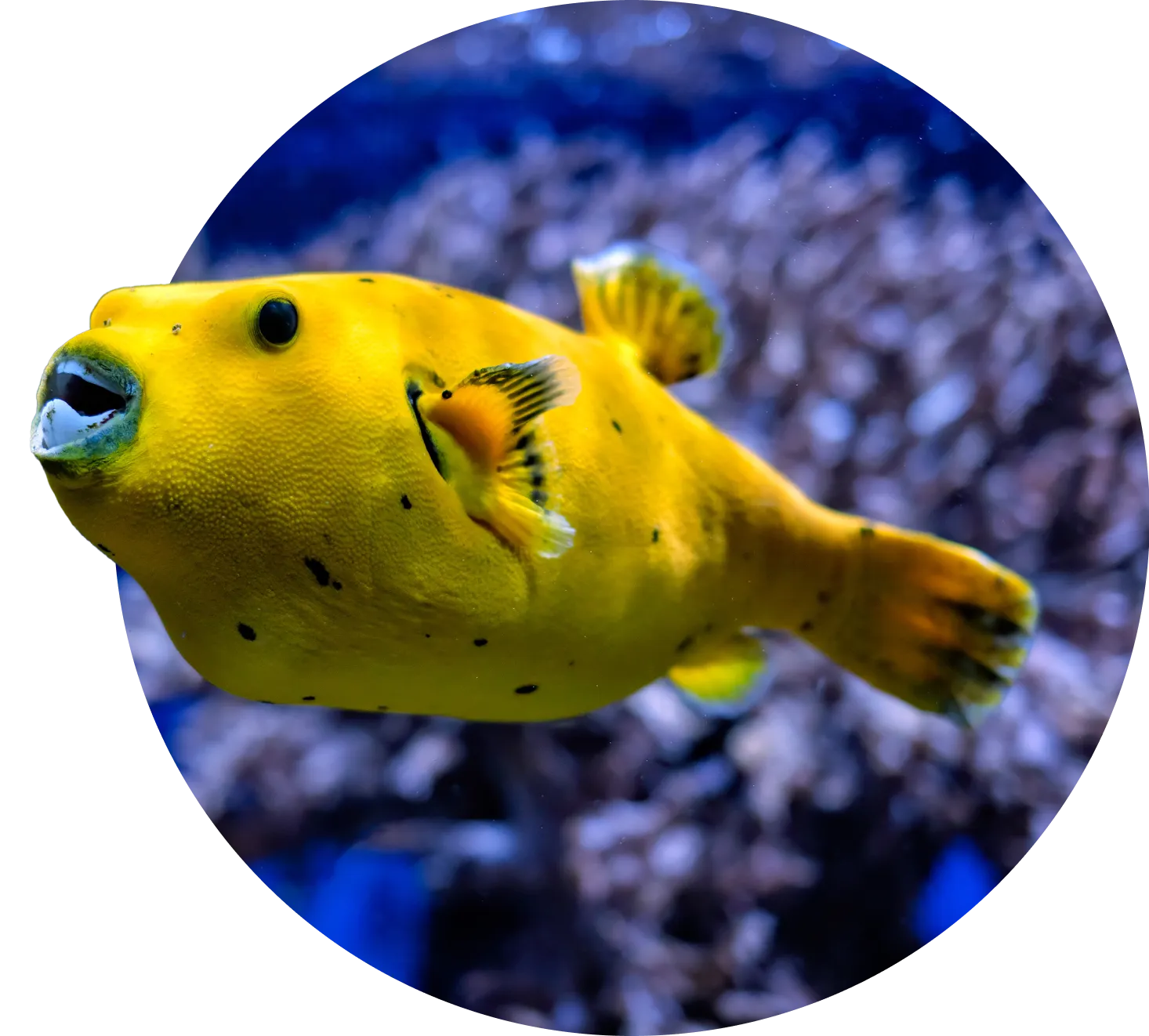 Reeffinance solutionhero 2