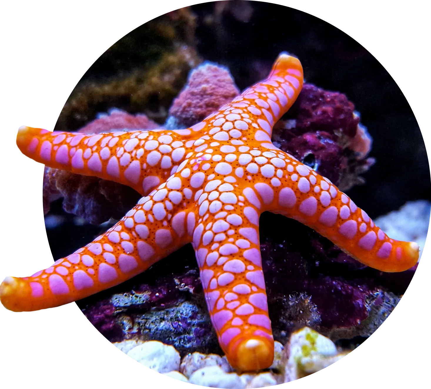 Reefknowlegdehero