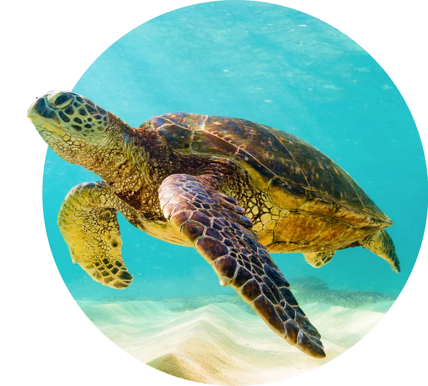 Reefnewshero