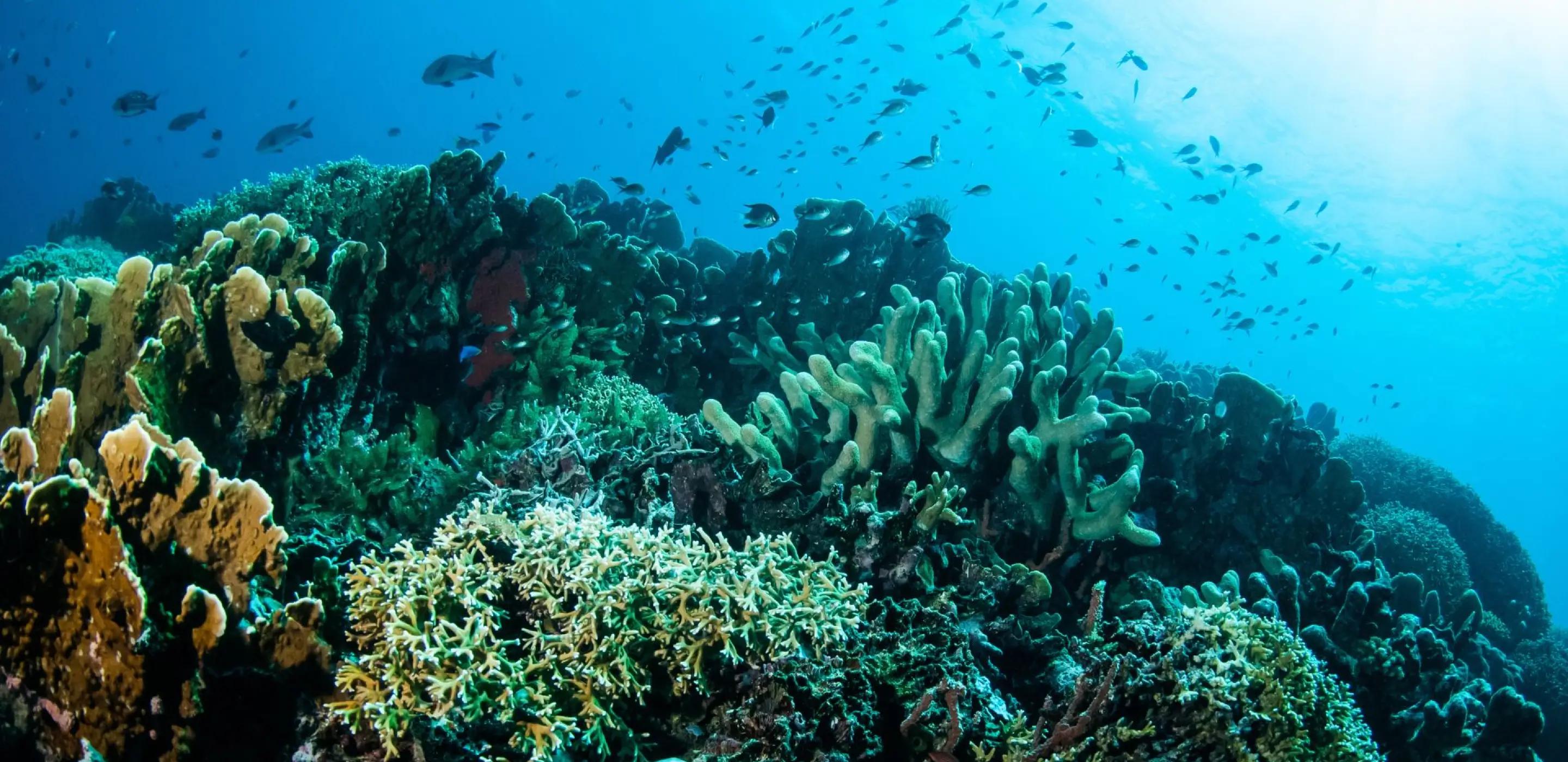 News singleglobal fund for coral reefs approves more than 25 million usd in additional funding for resilience action