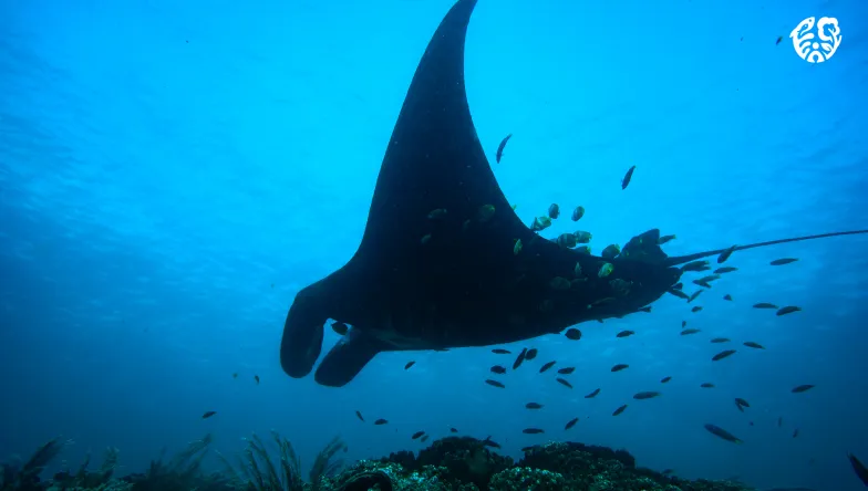 Gfcr capitalisatio 03