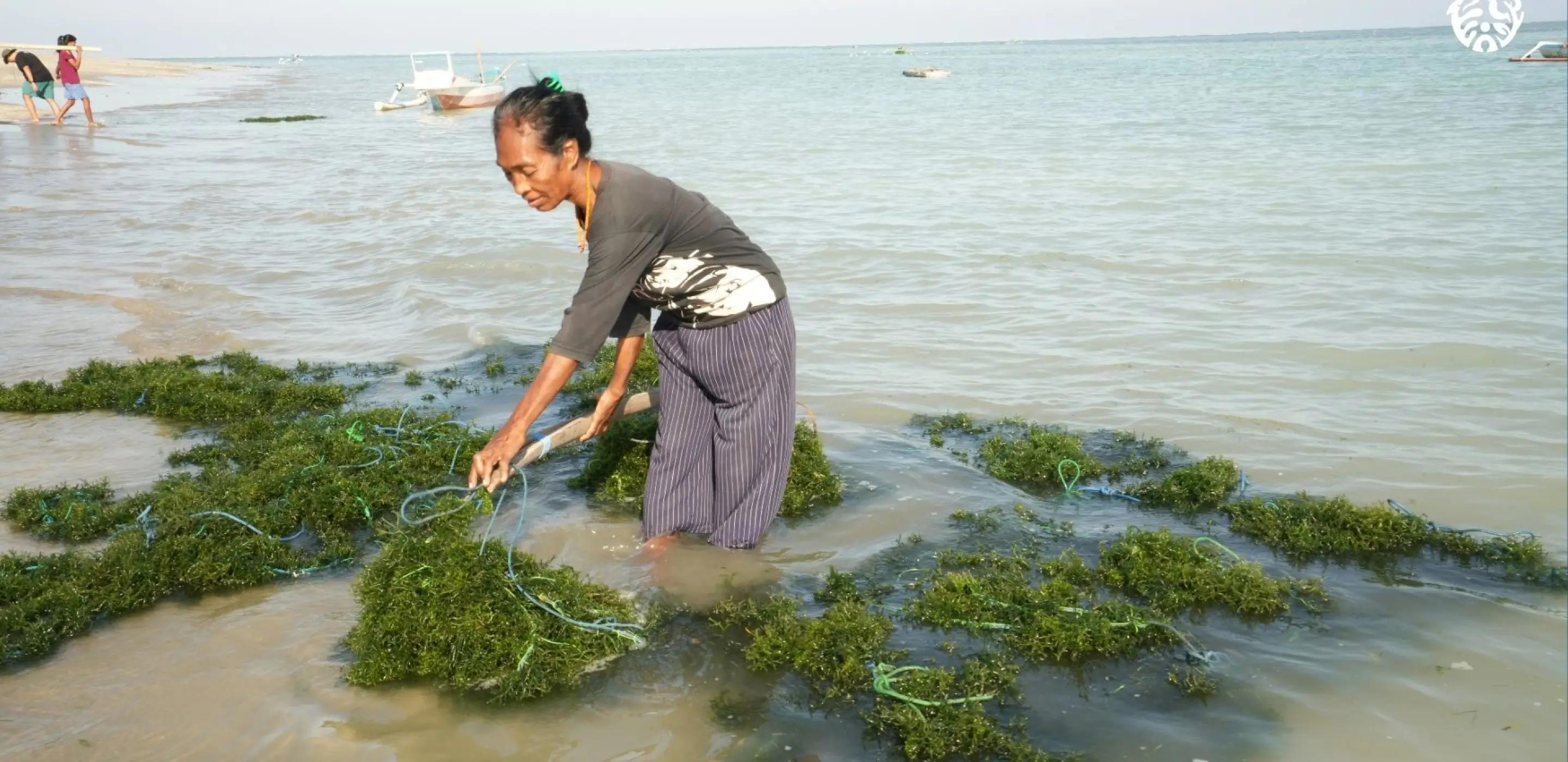 News singlegfcr supports landmark debt for nature swap to protect indonesias coral reefs