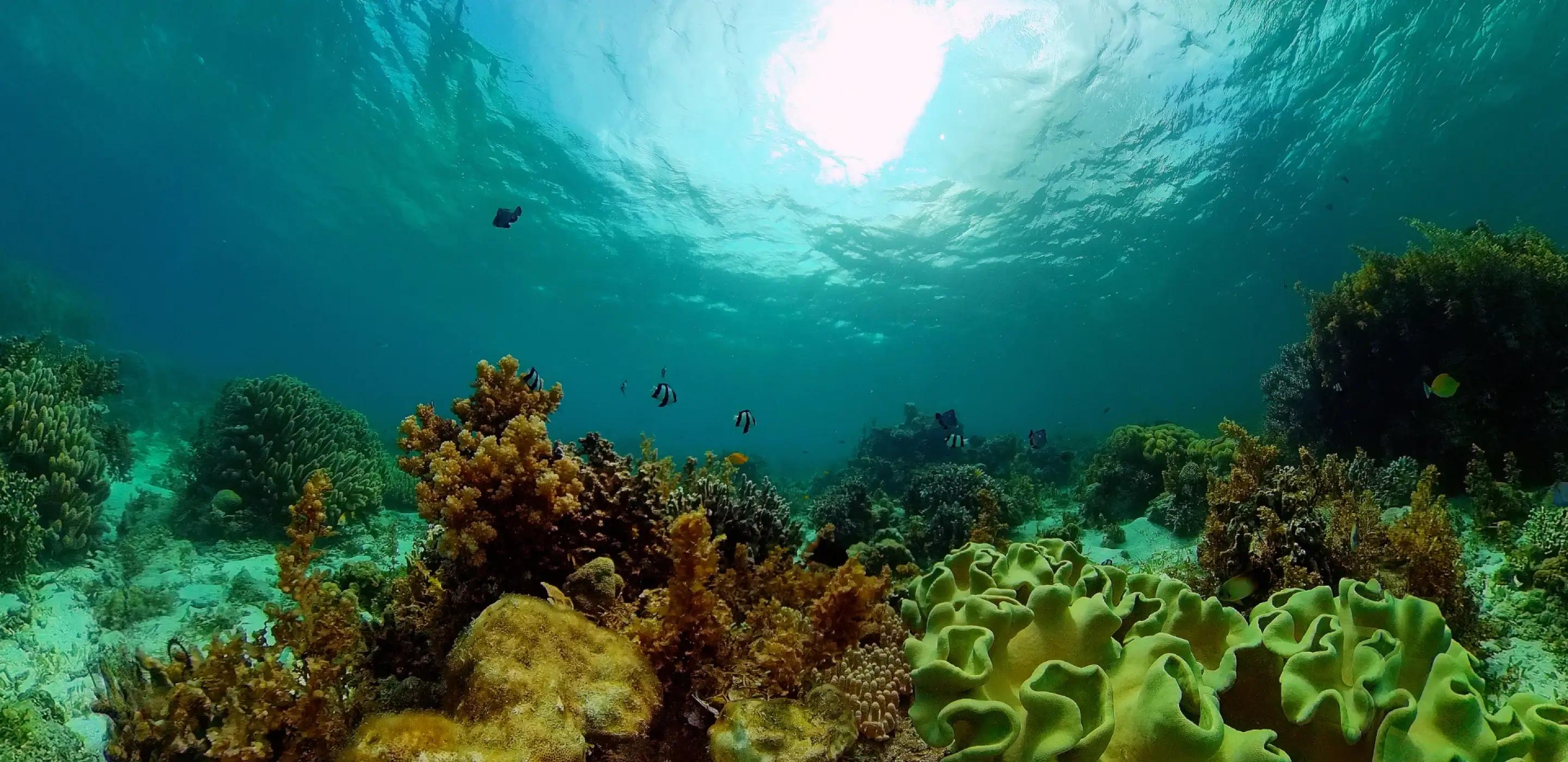 News singleglobal fund for coral reefs awarded anchor commitment investment from the green climate fund to strengthen reef resilience to climate change