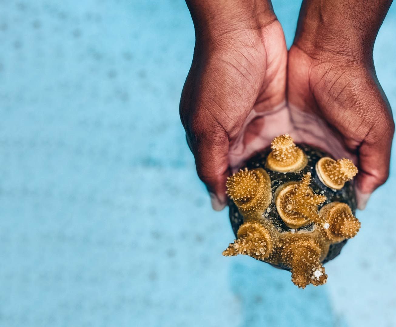 Coral vita coral cookie in water