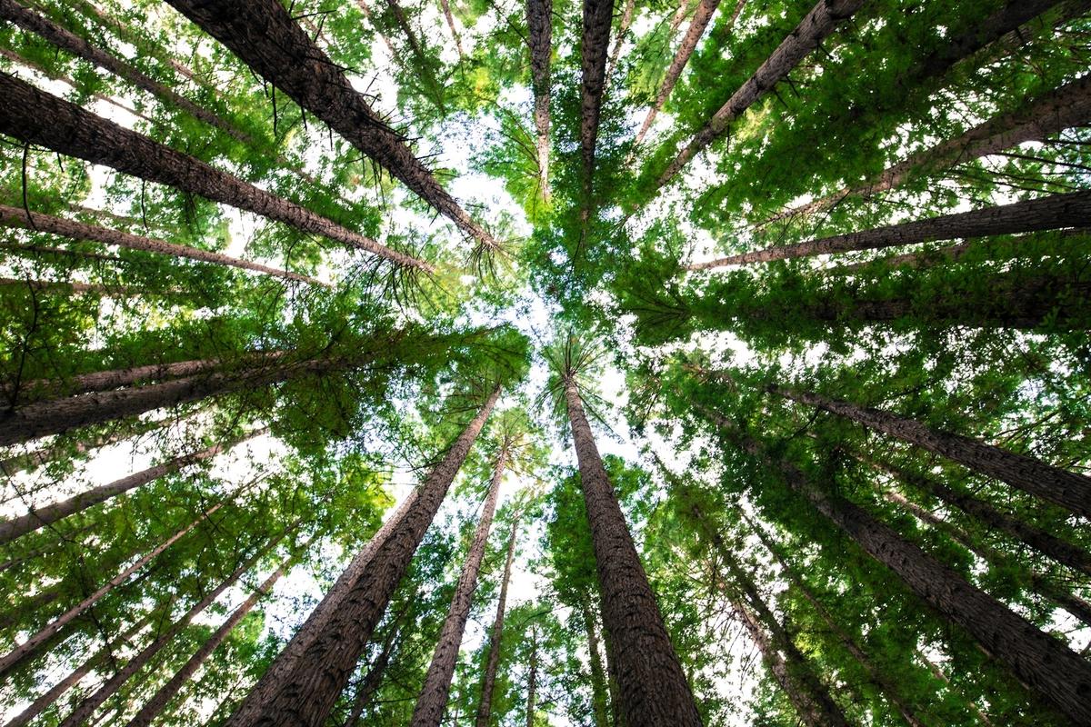 Retool Blog | Designing a User Interface to Represent Complex Tree Data
