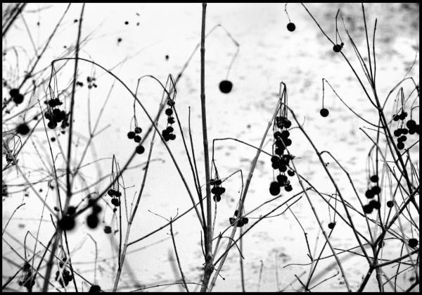 Marsh Land, 1970
