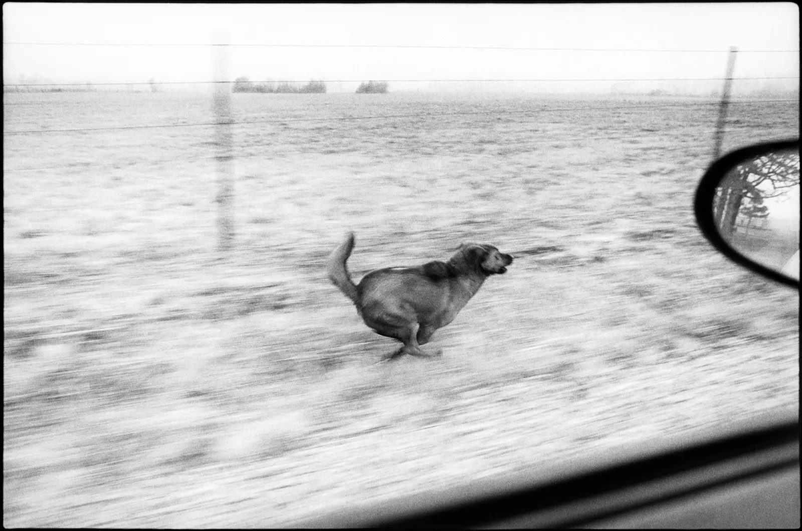 Farm Dog Chasing my Car, Denmark, Arkansas