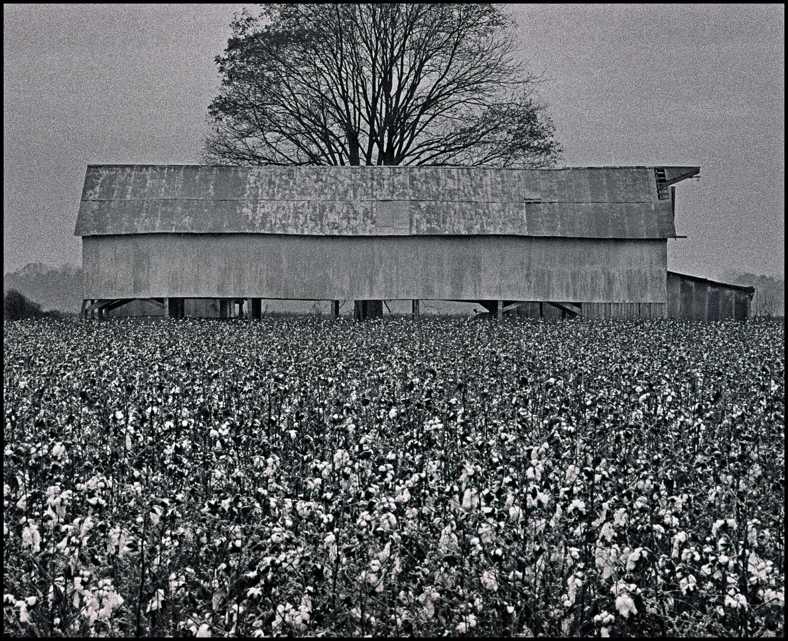 Cotton Field, East Arkansas