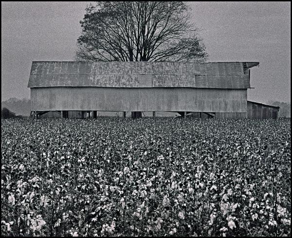 Cotton Field, East Arkansas