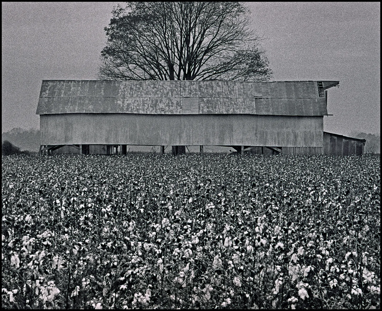 Cotton Field, East Arkansas
