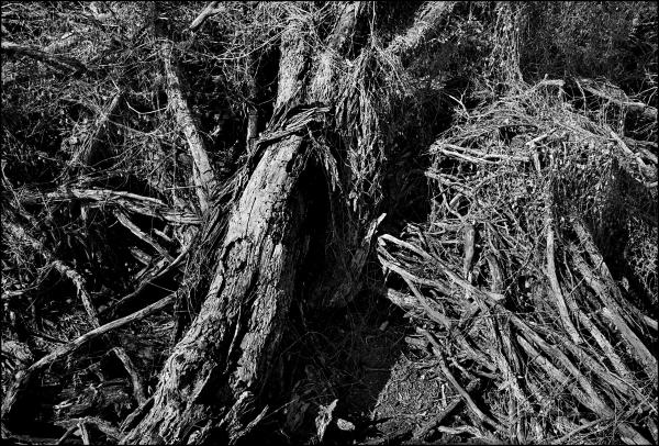 Where Rabbits Live, Fayetteville, 1970