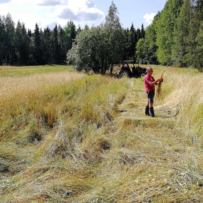 Kaikki alkoi ruisleivästä