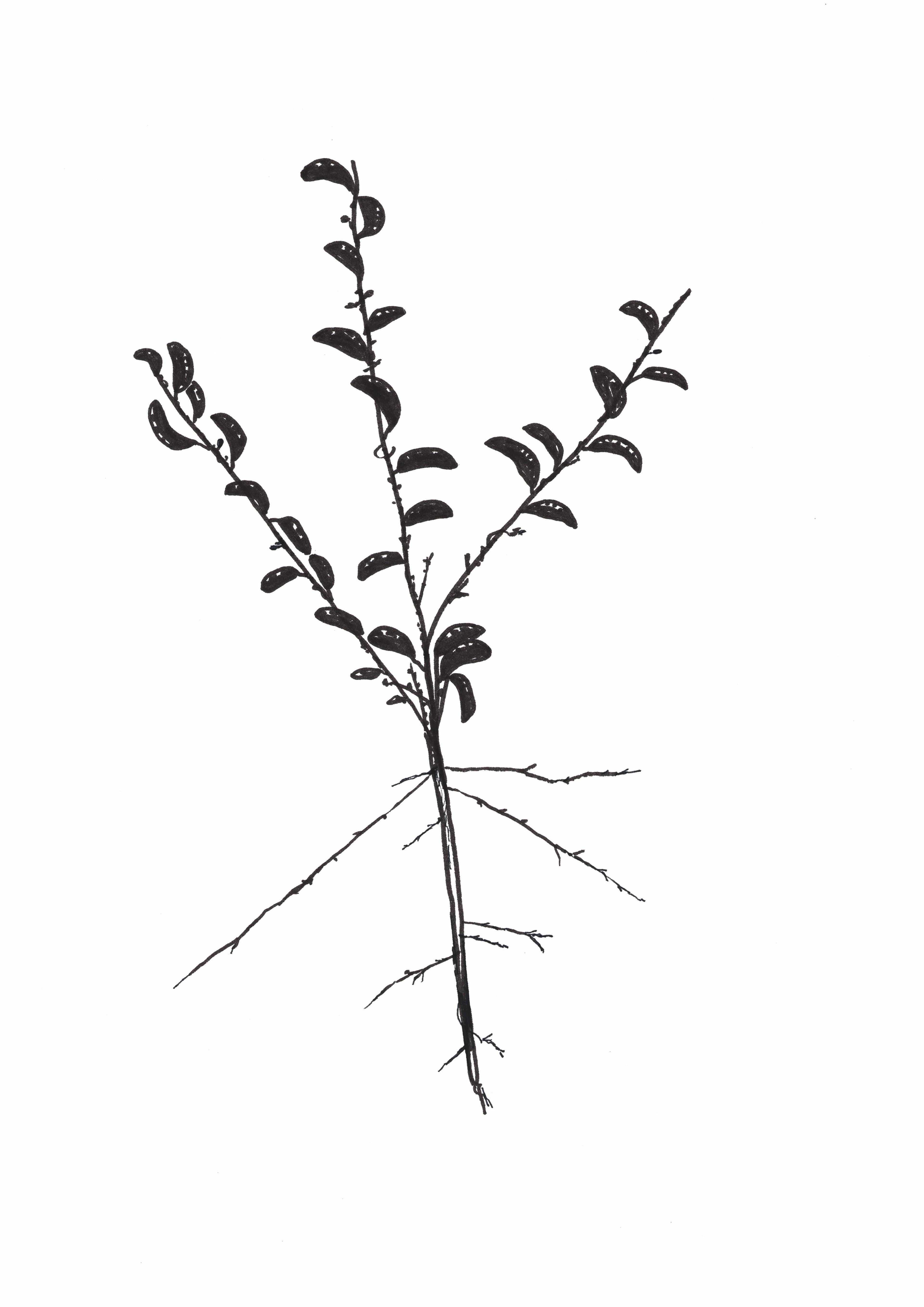 b&w drawing of a meadow plant