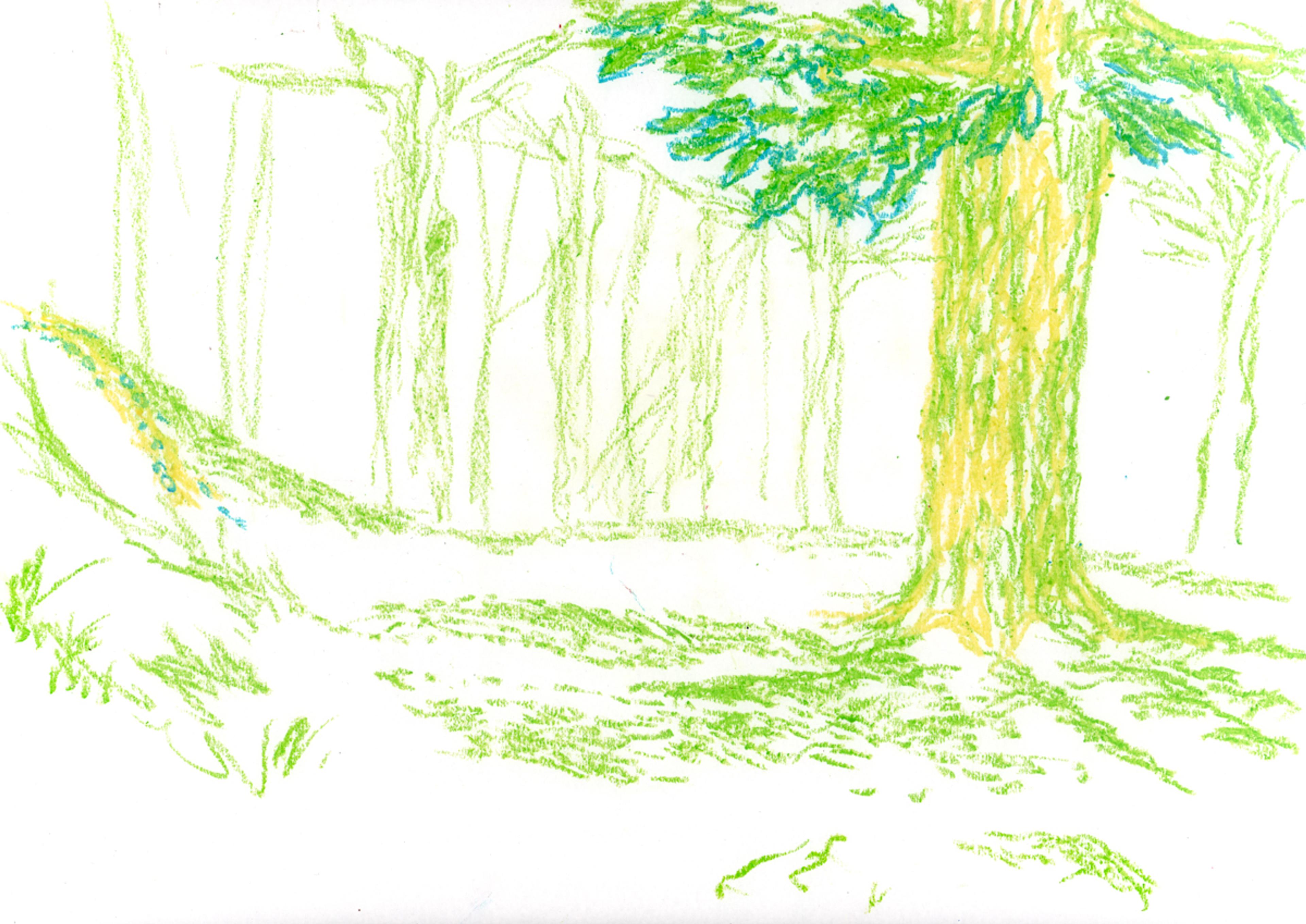 color pencil sketch of a tree and more trees in the background