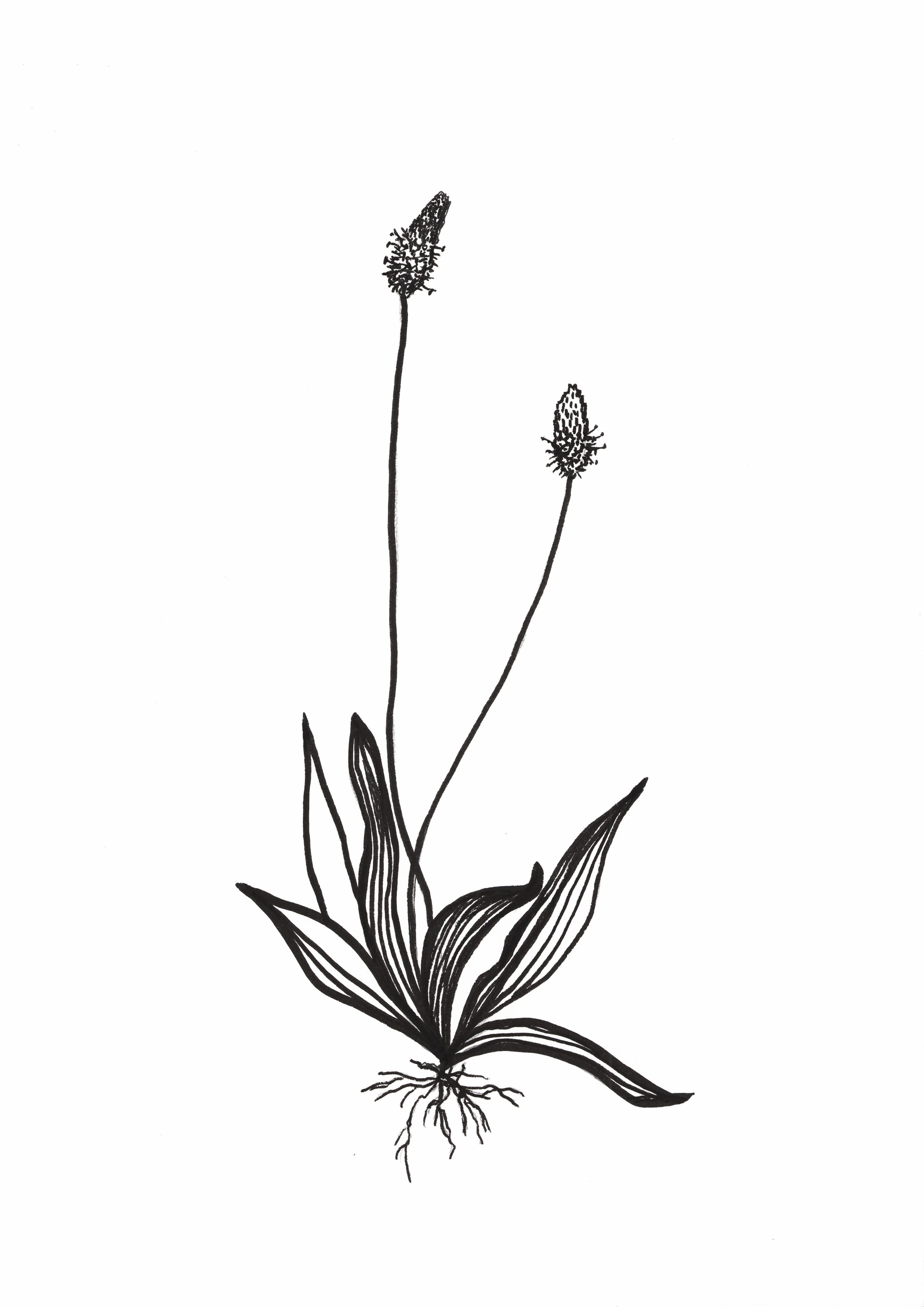 b&w drawing of a meadow plant