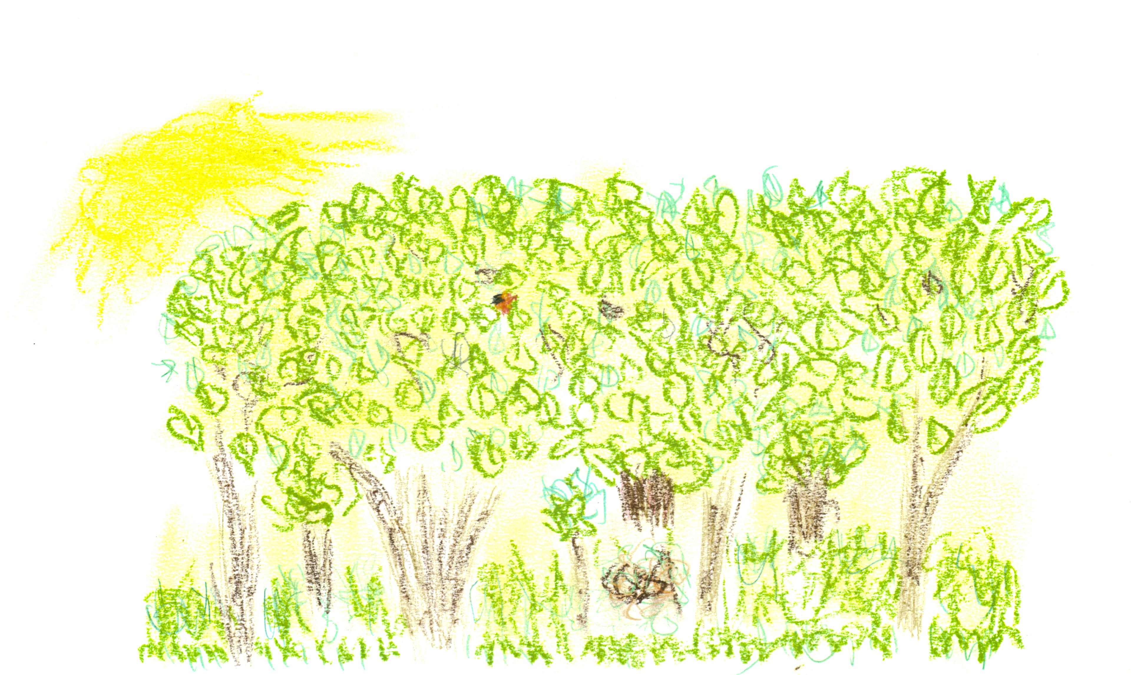 color pencil drawing of some green bushes and sun