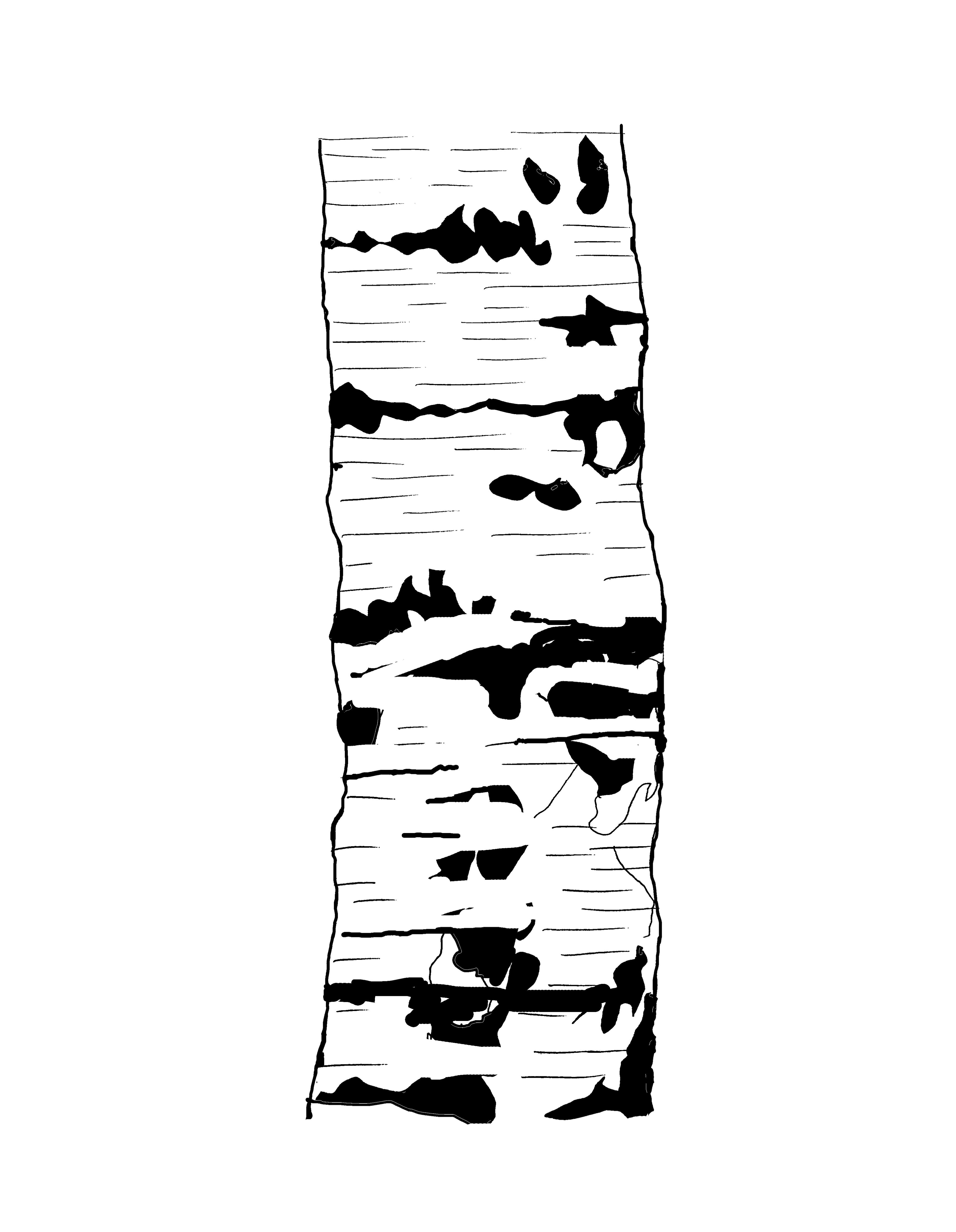 A black and white drawing of a birch trunk.