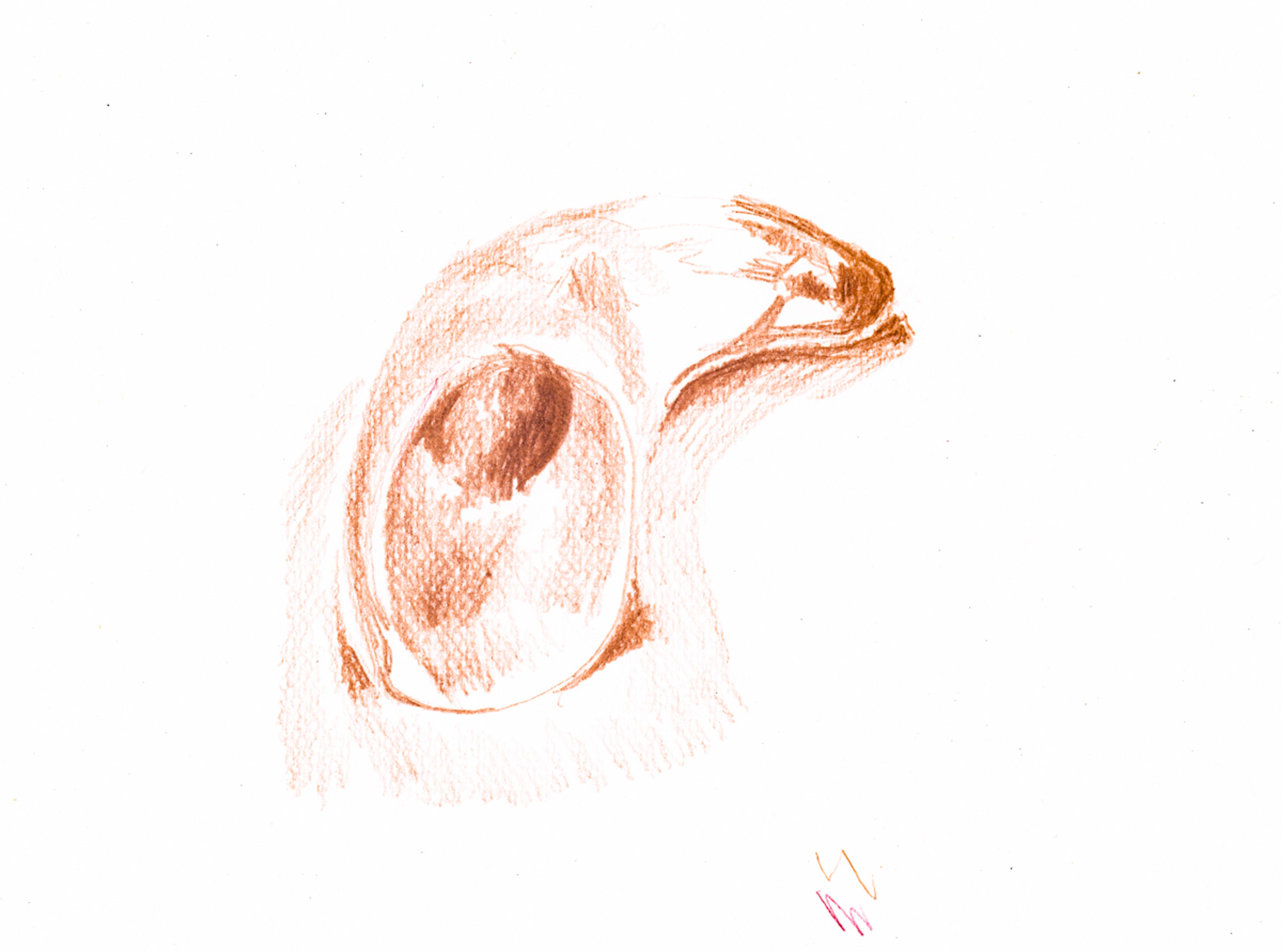brown monocolour sketch of a cow's horn