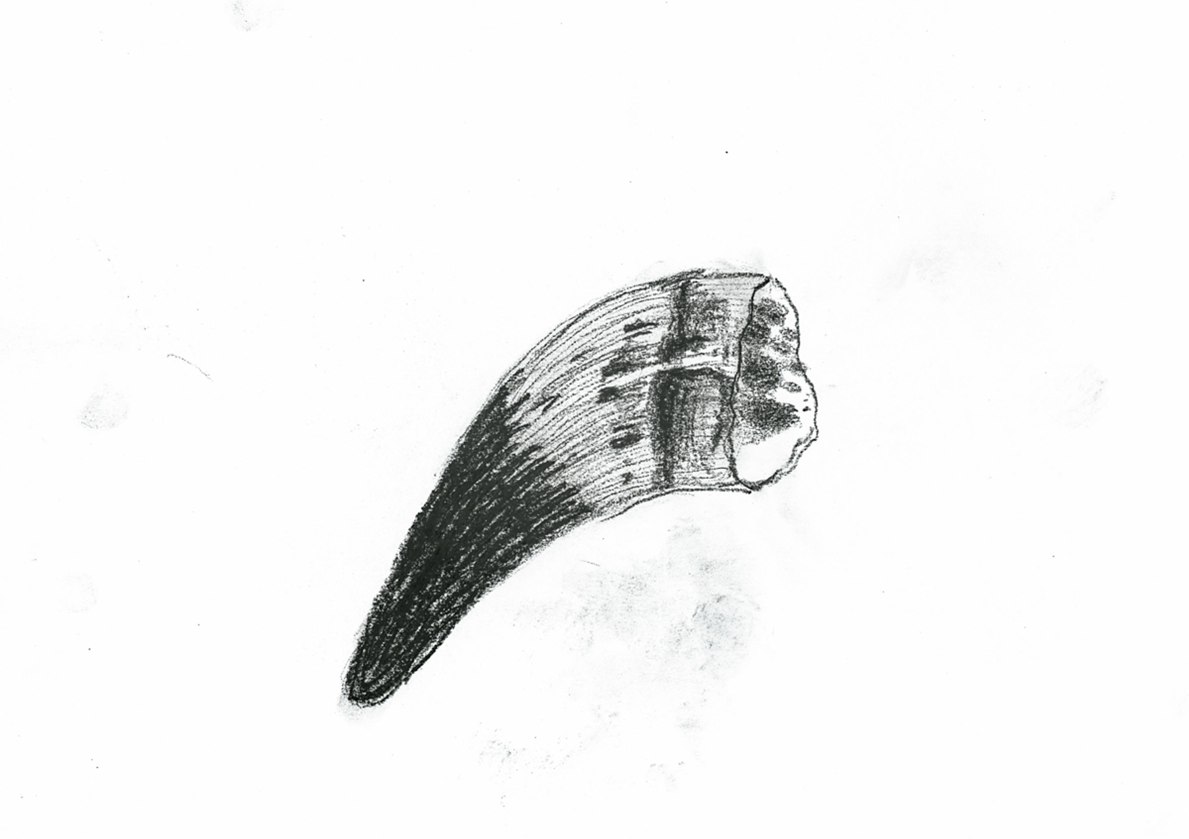 black and white sketch of a horn