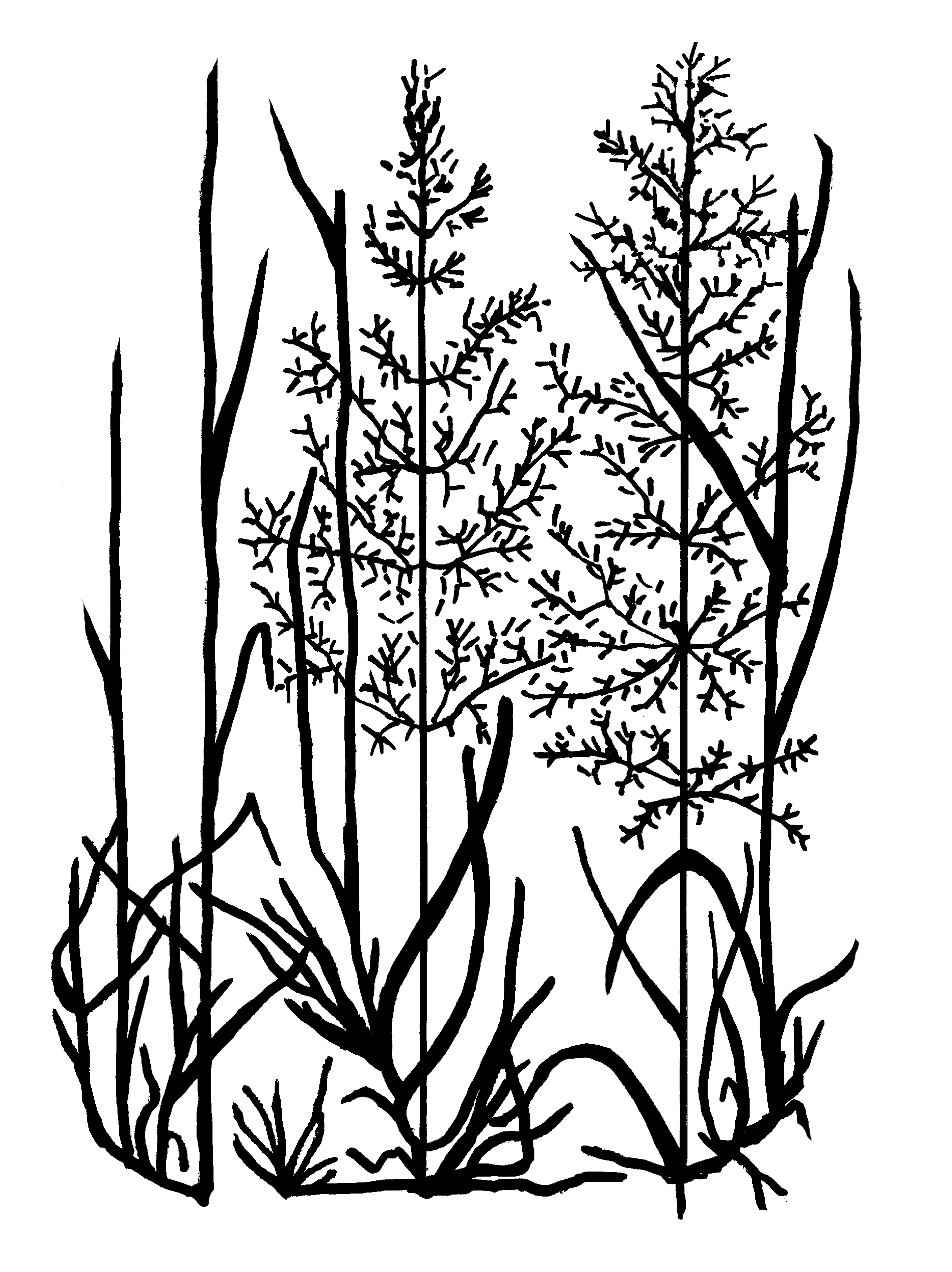 Abstracted black and white line drawing of grass.