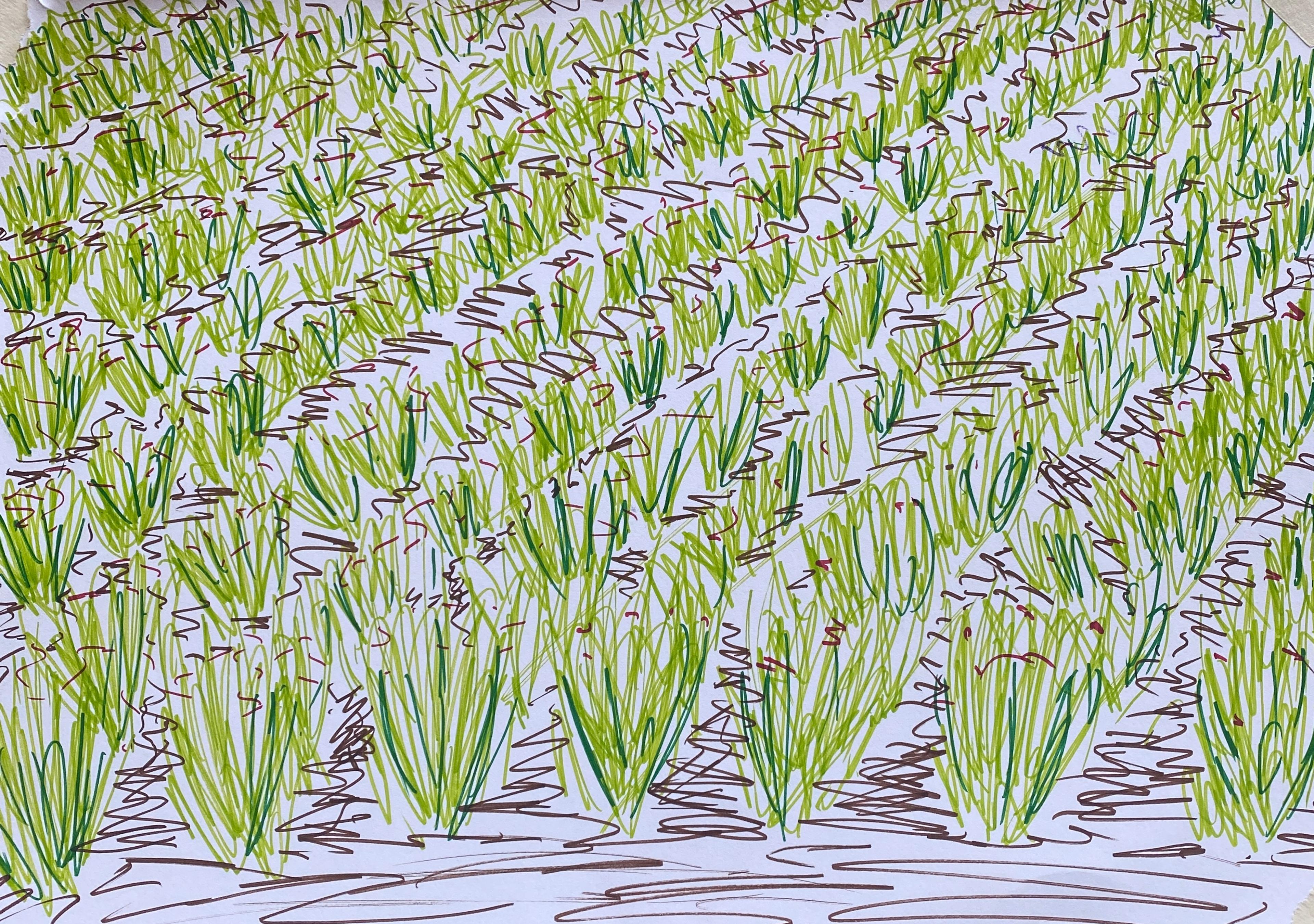 A hand-drawing in colour of a field of green leaved plants. 
