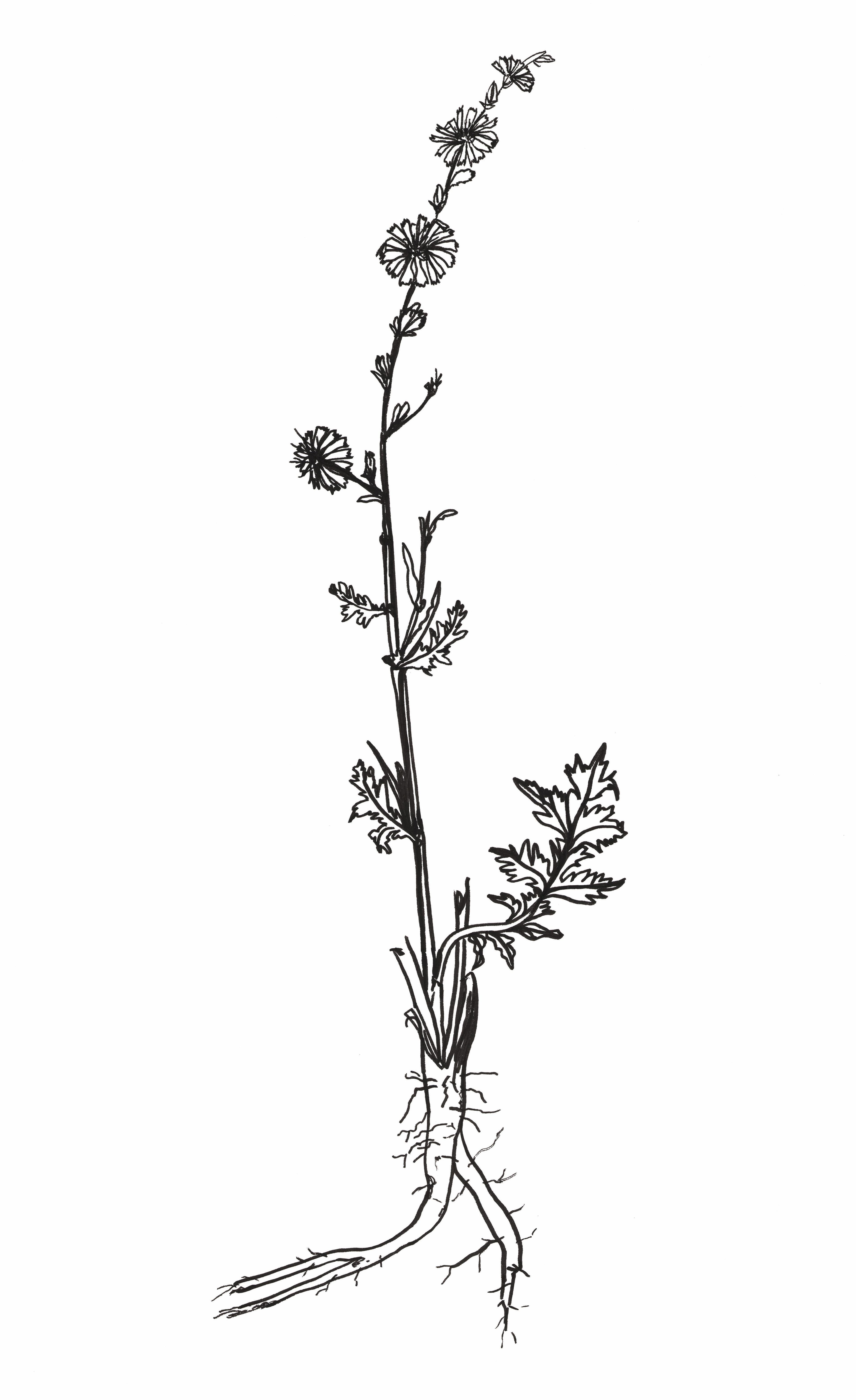 b&w drawing of a meadow plant