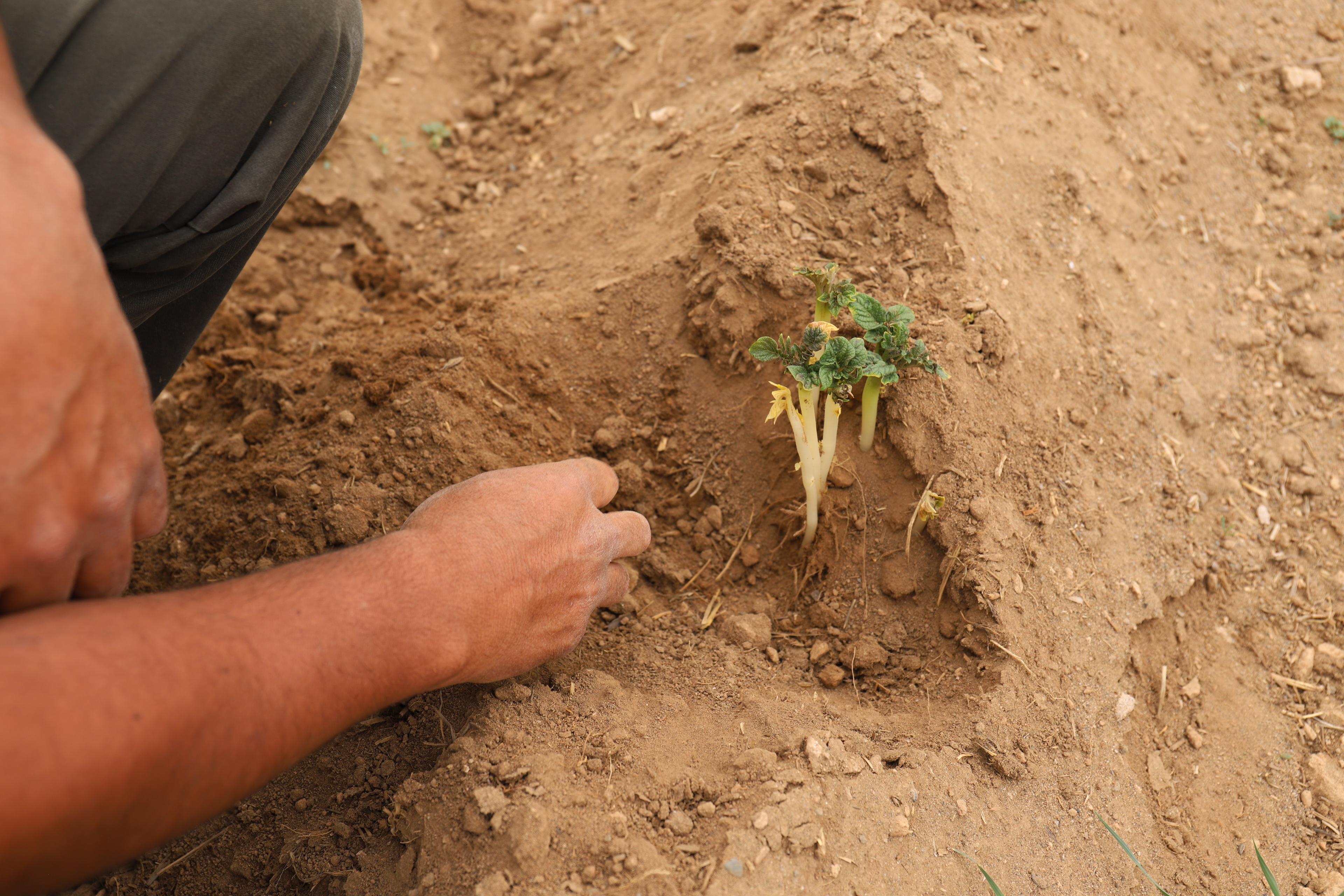 A small potato plant growing out of sandy earth, hands of a person that is out of frame cleaning around it