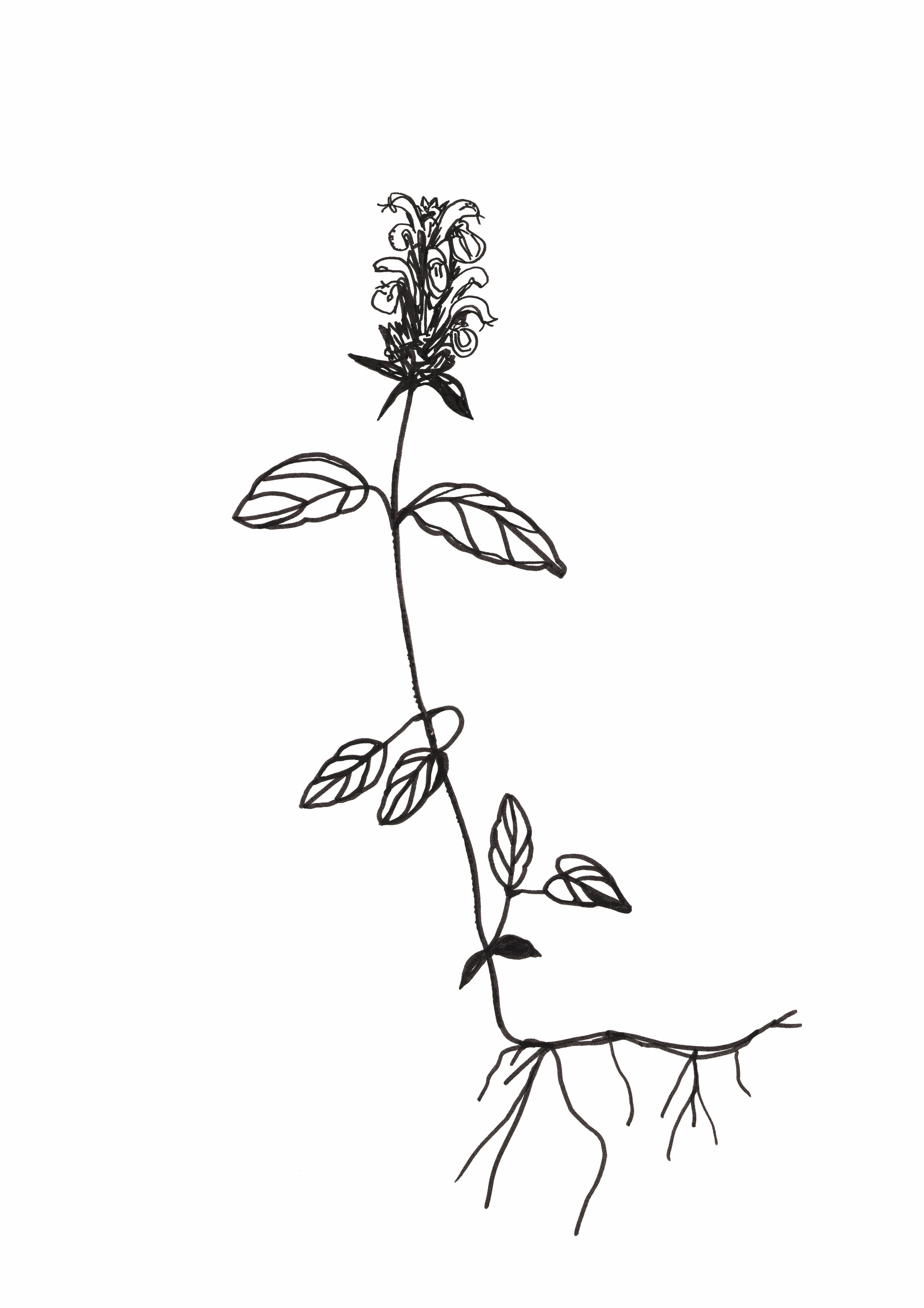 b&w drawing of a meadow plant