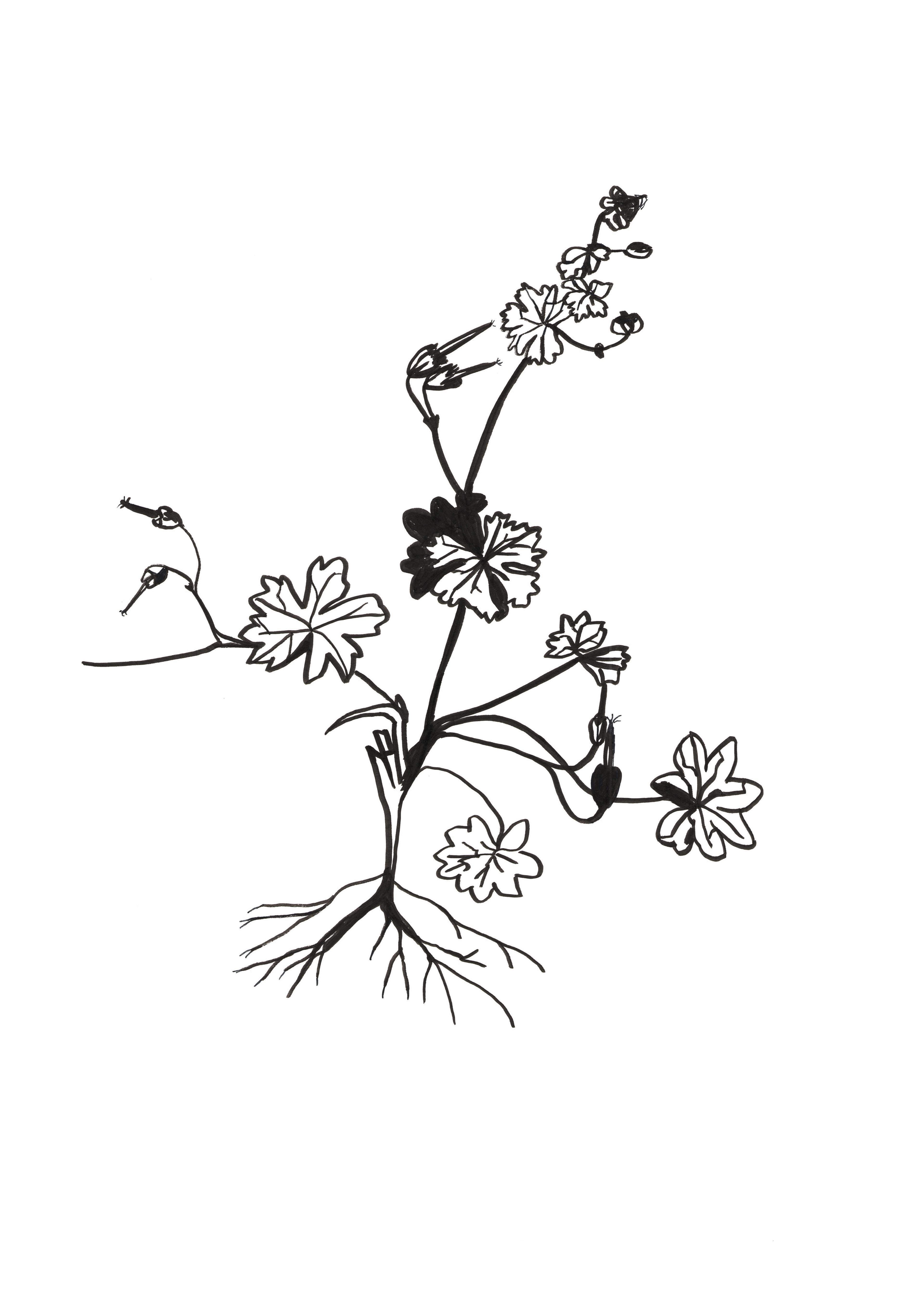 b&w drawing of a meadow plant