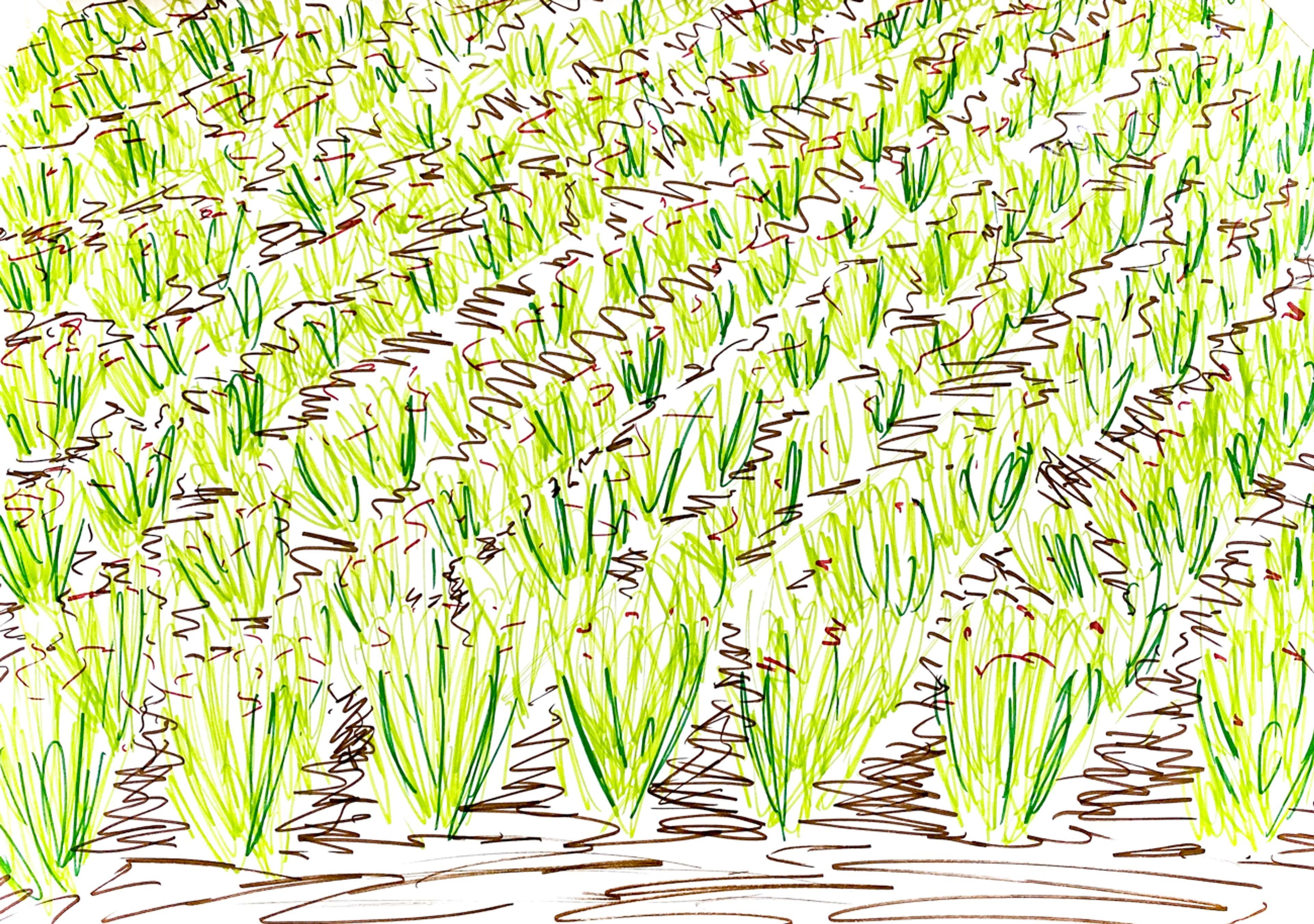 A hand-drawing in colour of a field of green leaved plants. 