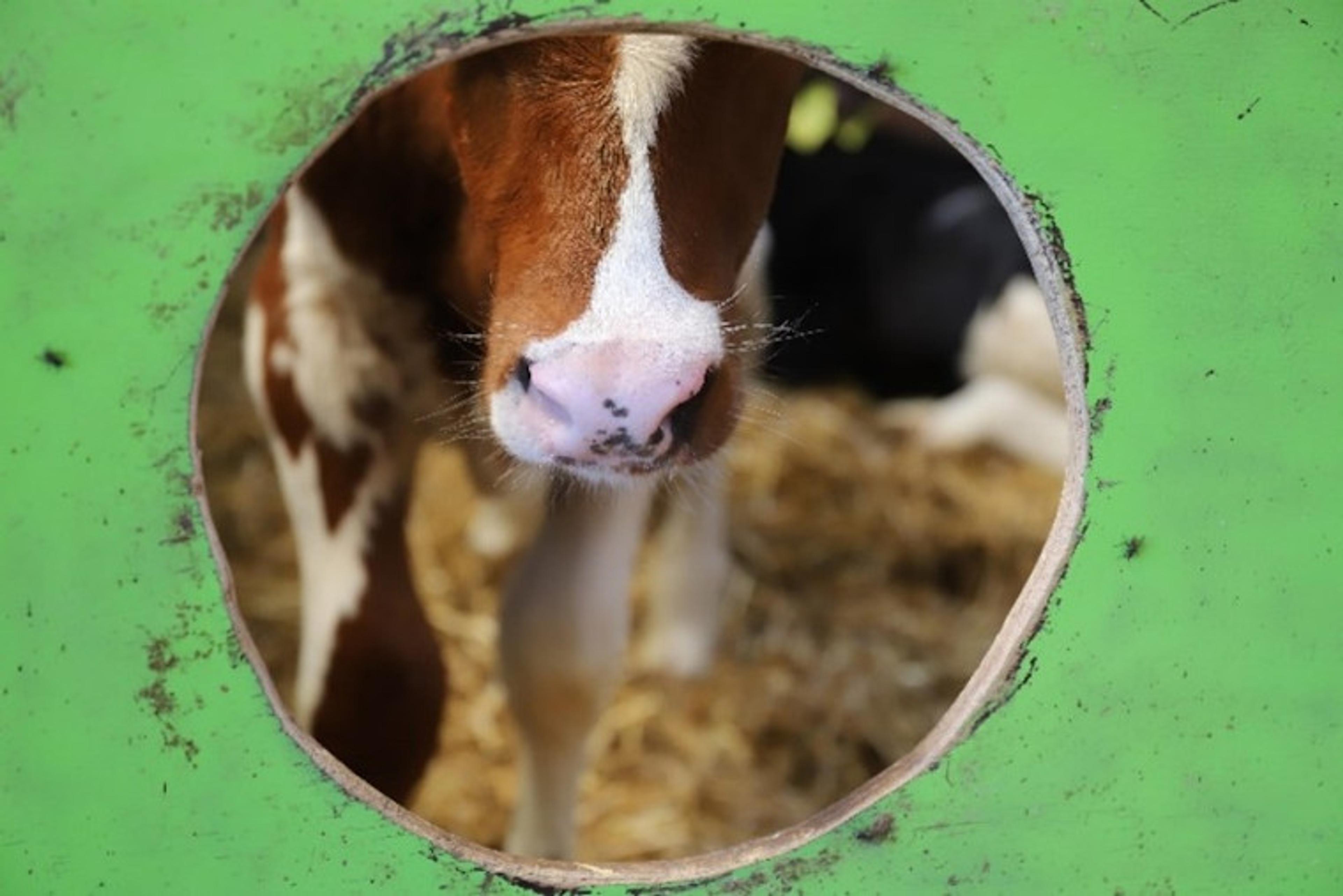 A calf we see trough a cicle (green) and we do not see the eyes. The calf is braun and white in holstein style.