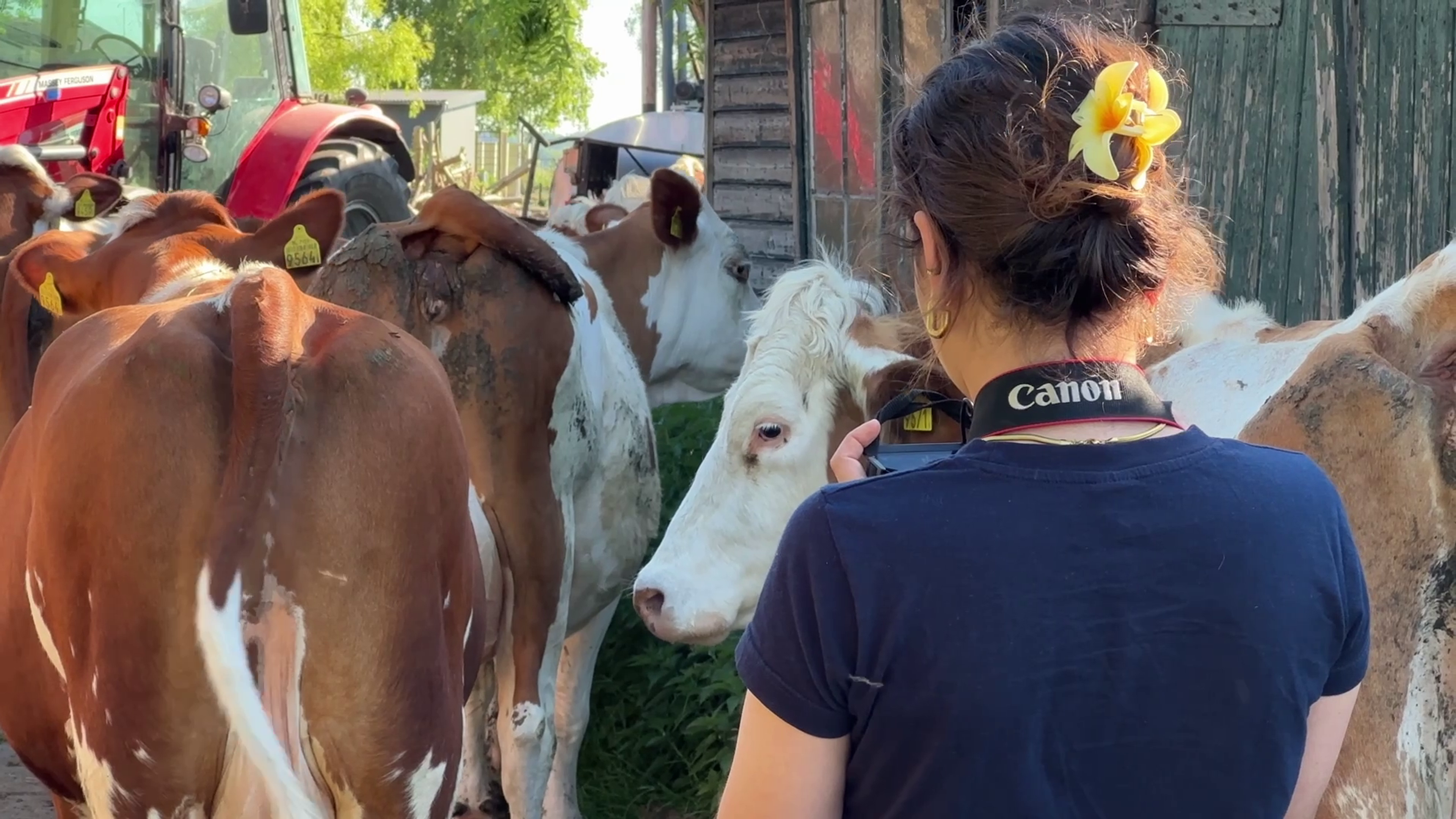   Aarden in de Polder, Zoé Crevoisier (intern) filming Montbeliarde cows at De Eenzaamheid Farm near Leiden, 2025 photo: Wapke Feenstra
