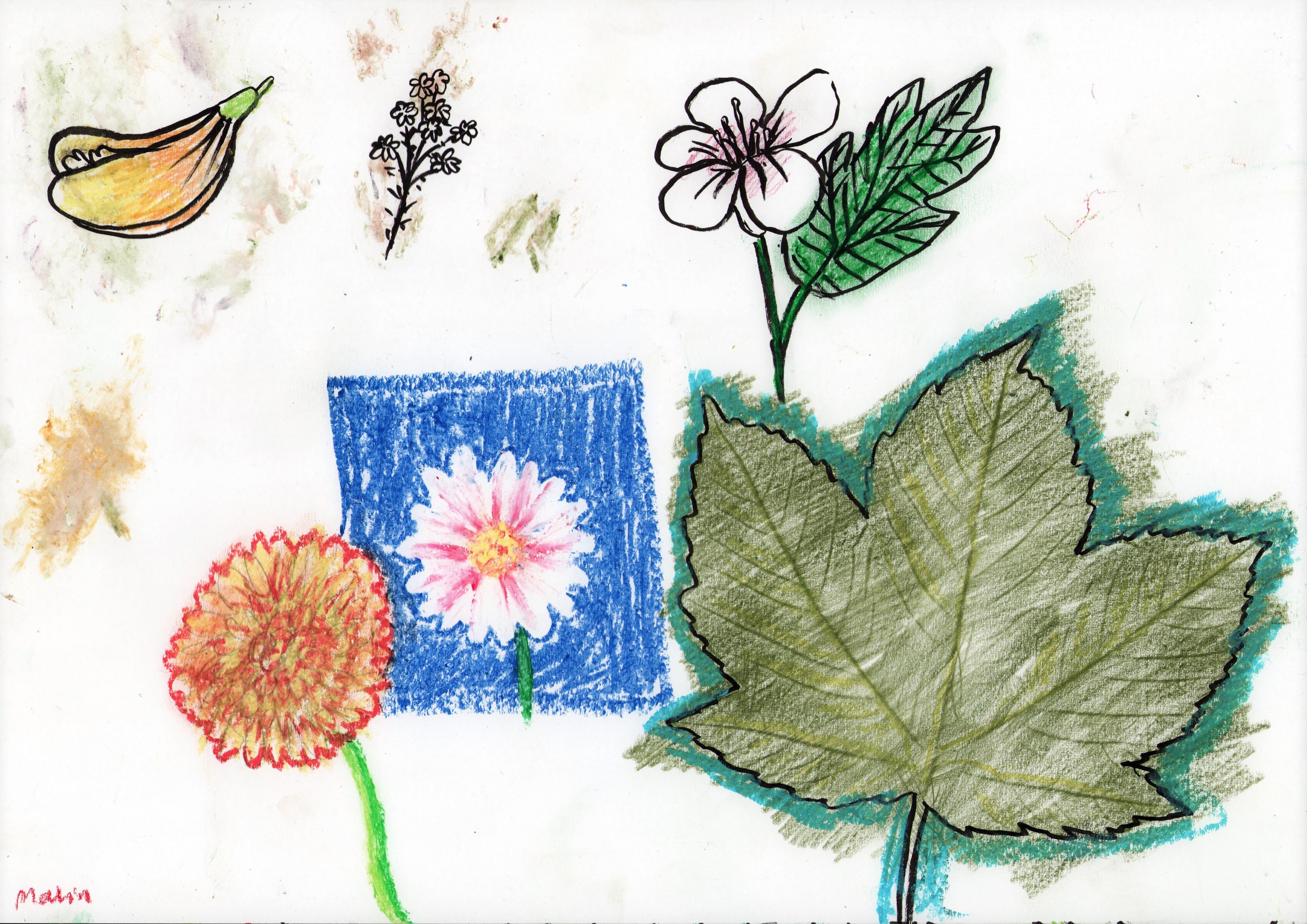 colorful sketches of flowers and leaves
