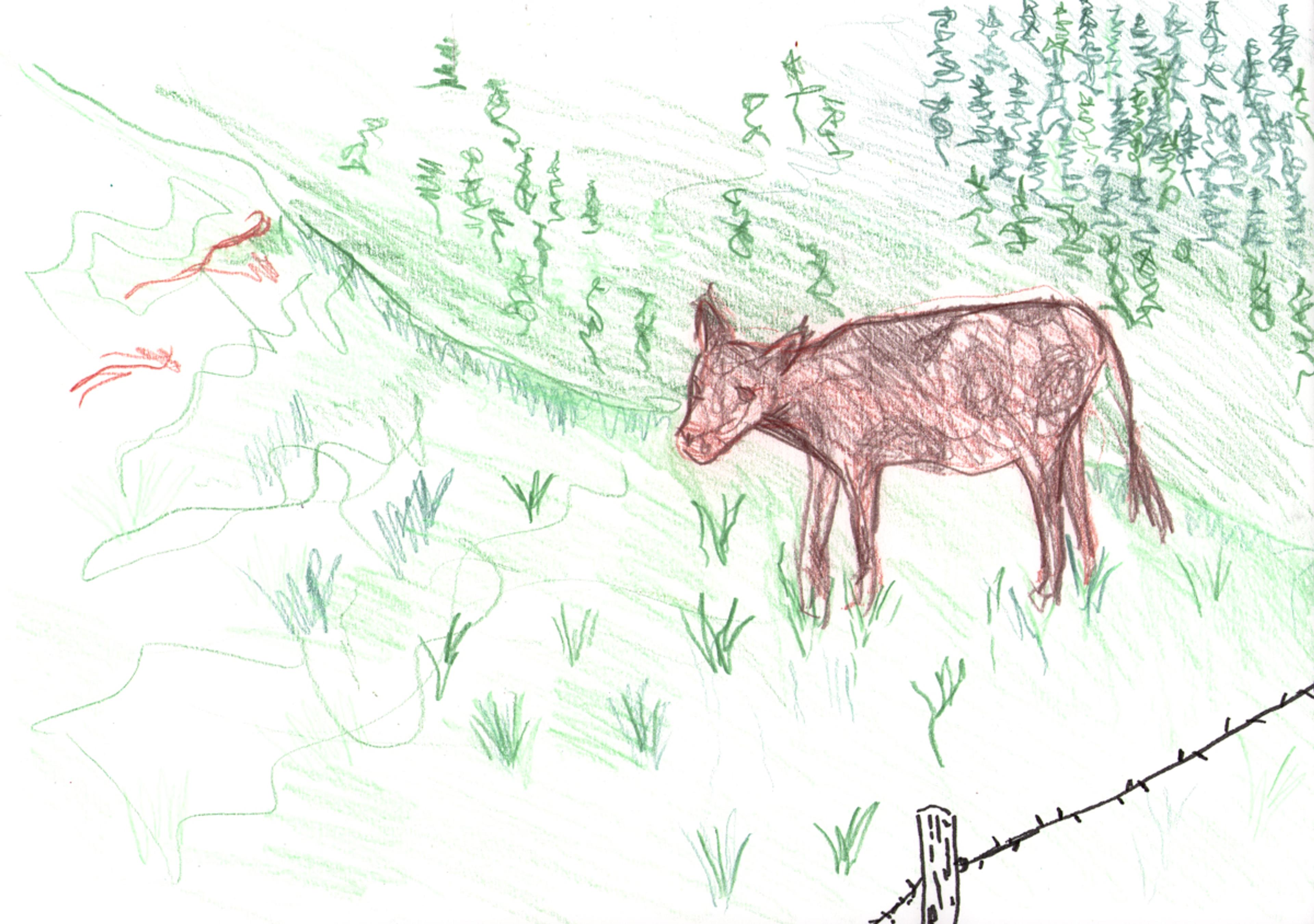 colour pencil sketch of a baby cow in a green field