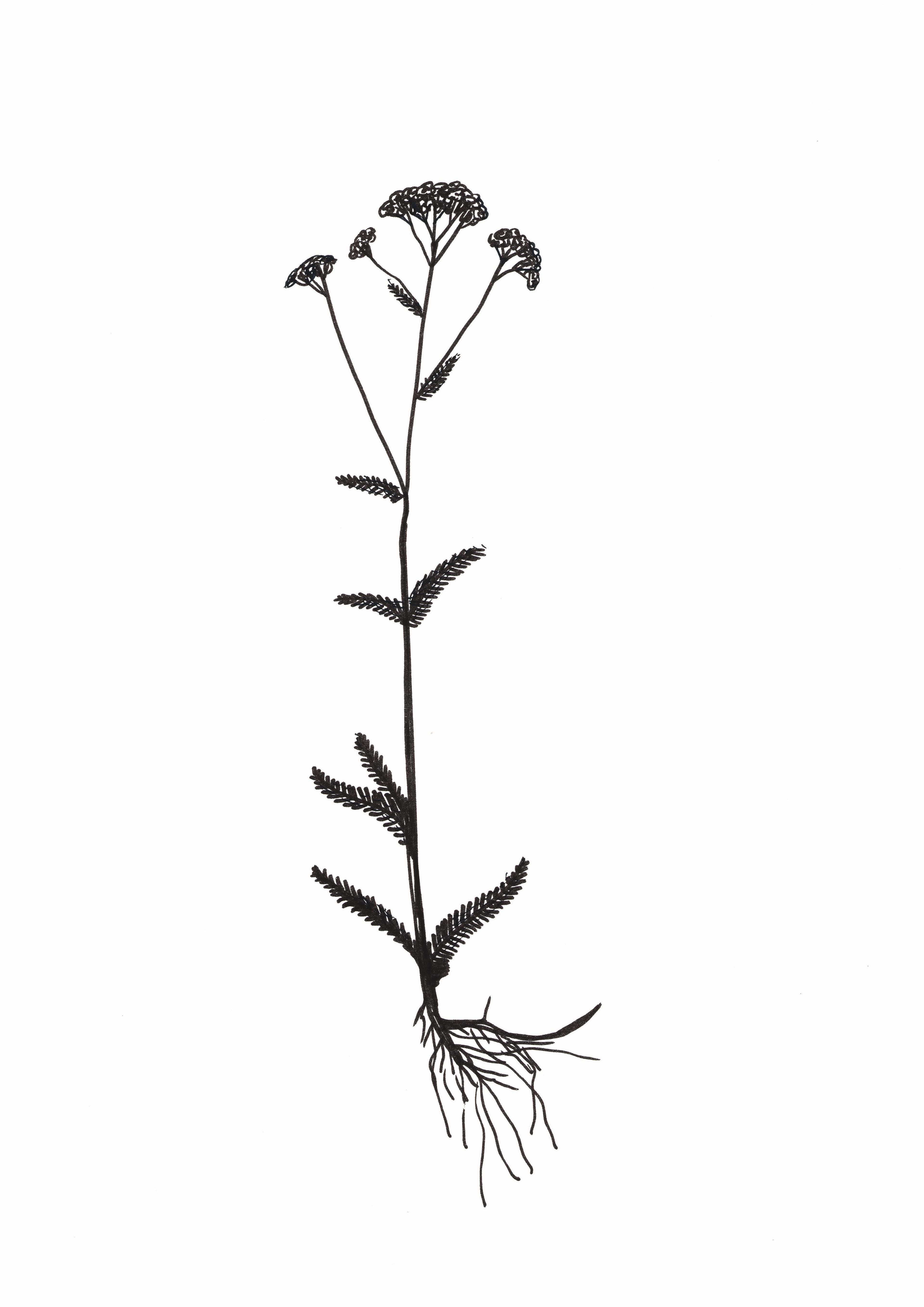 b&w drawing of a meadow plant