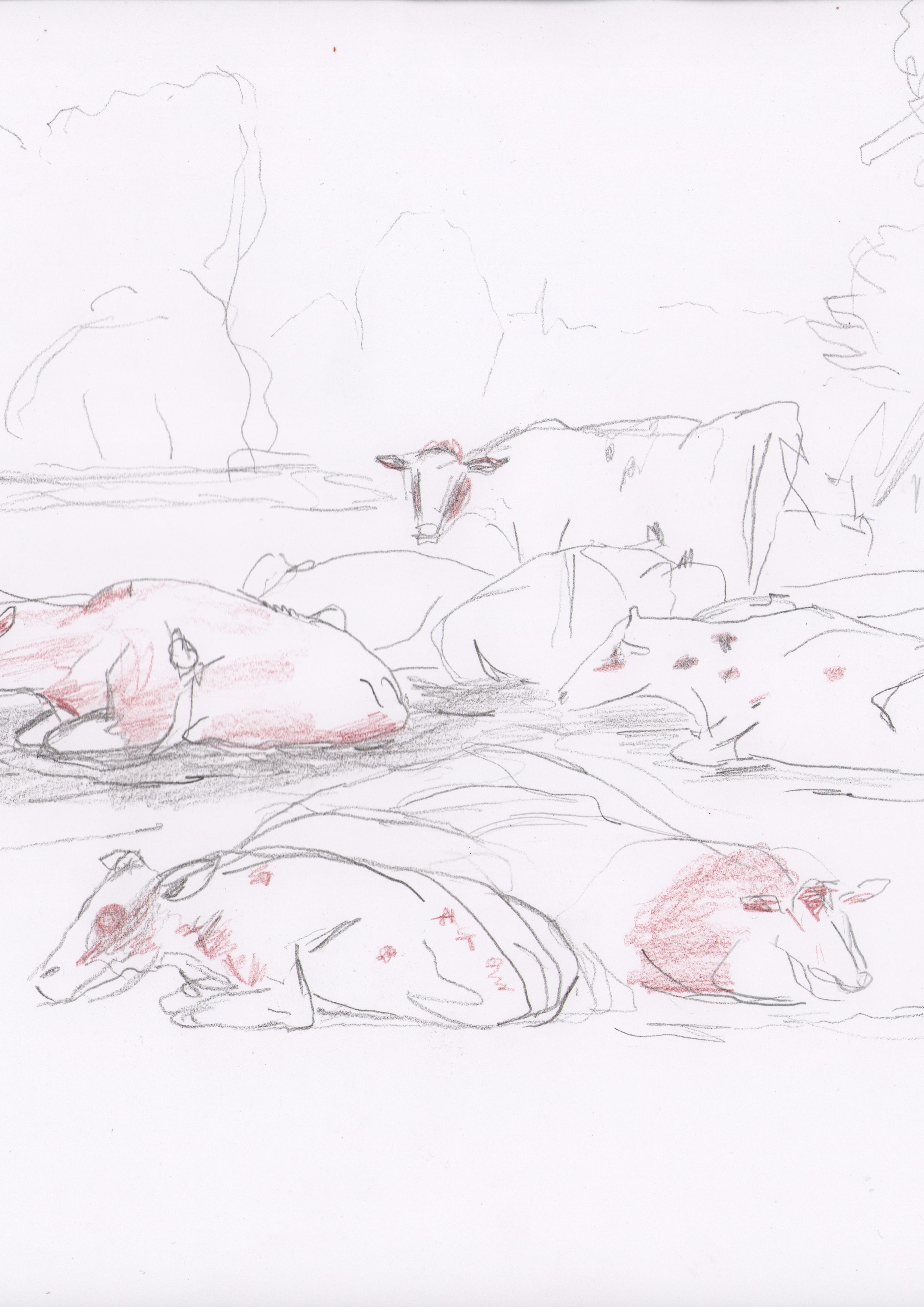 drawing of group of cows outdoors