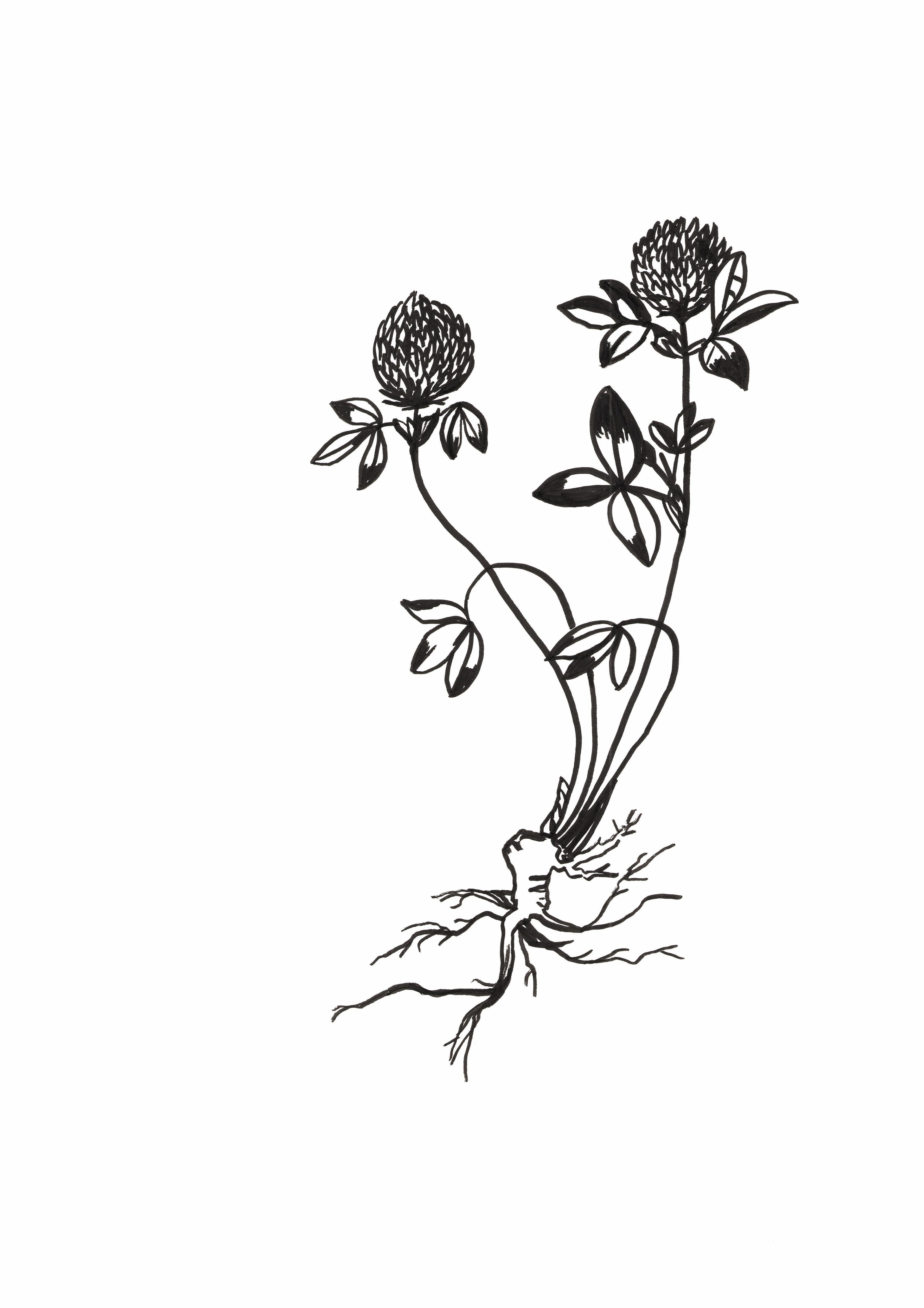 b&w drawing of a meadow plant