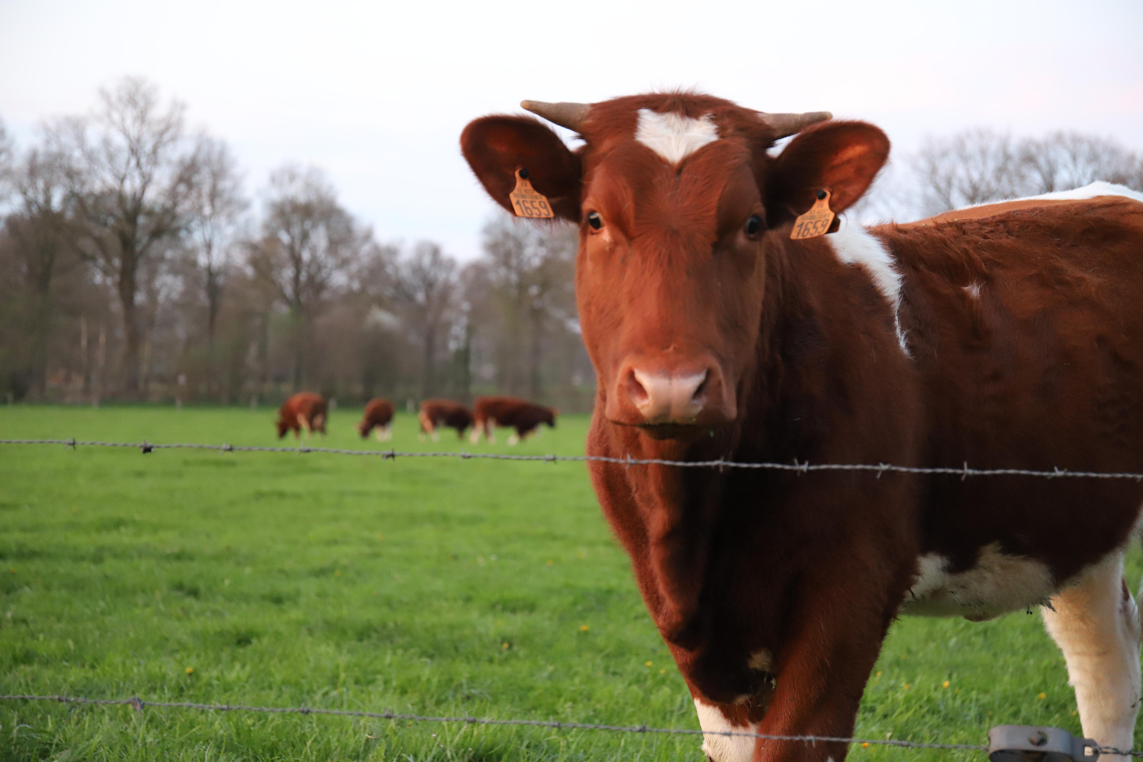 On the left side of the image there is a redbrown cow (with white marks) that looks into the camera. On the right you see vague a few cows that graze in the meadow and the the horizon is hidden by a "houtwal" (a row of trees and bushes) 