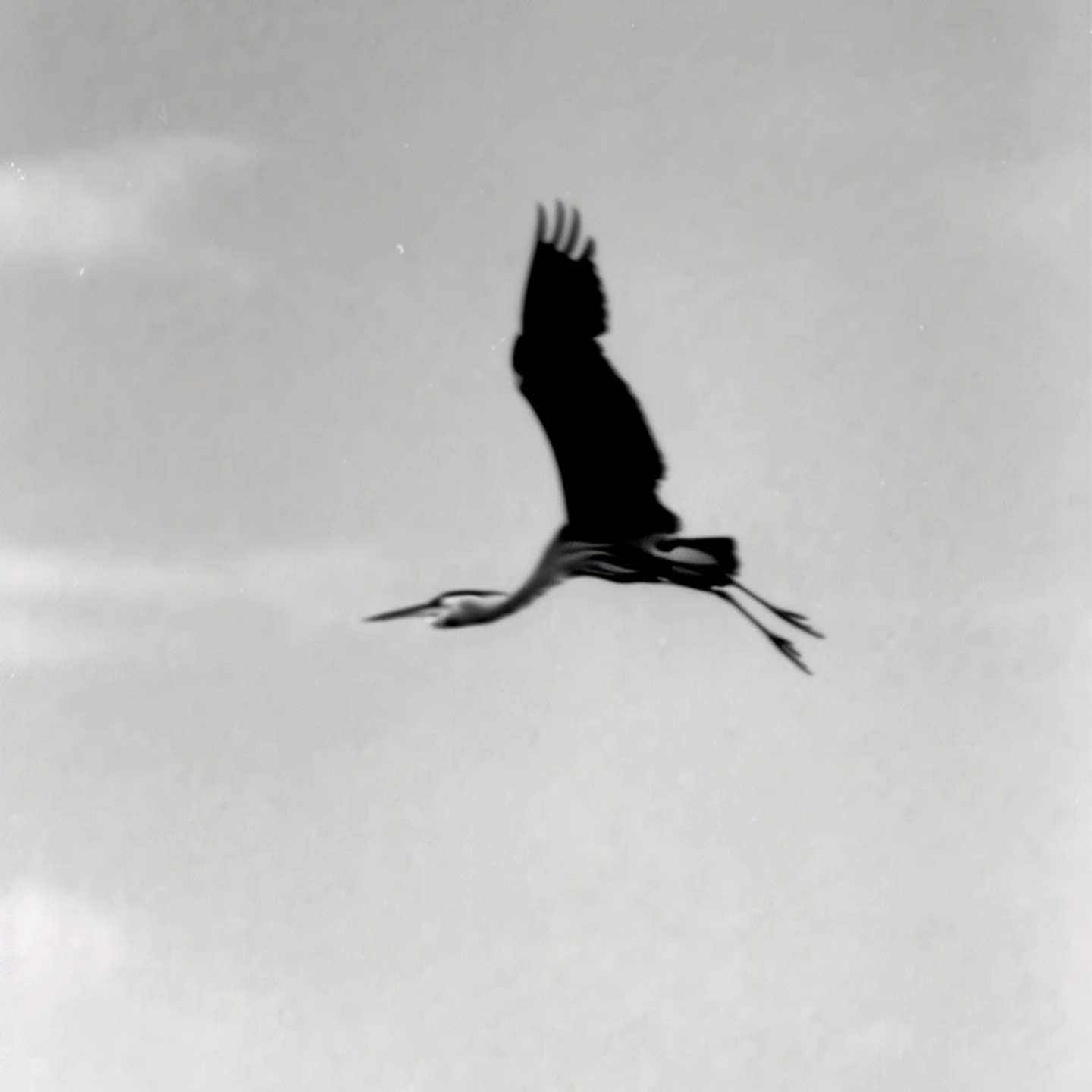 Museum Of Heron