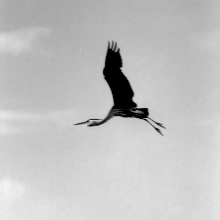 Museum Of Heron