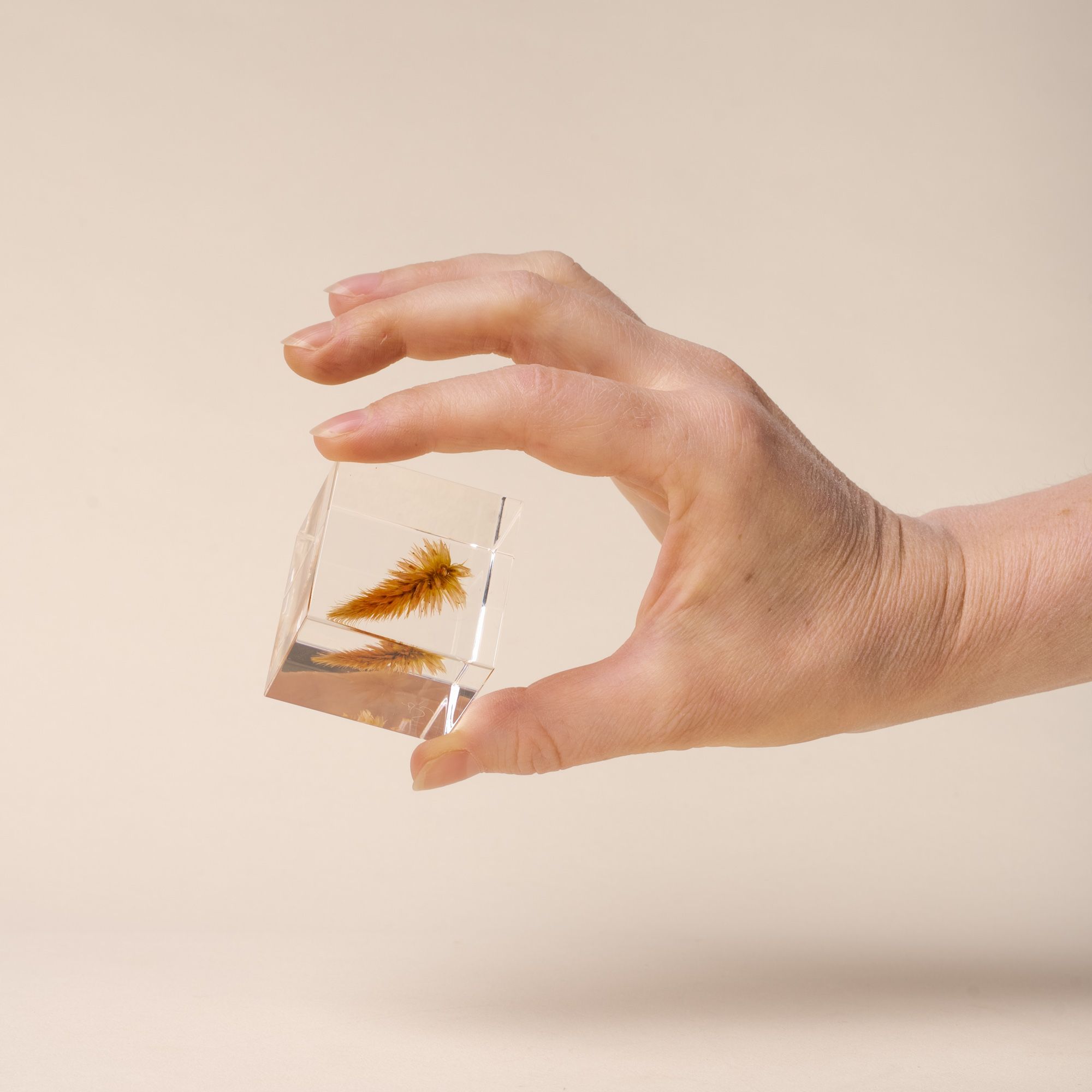 Hand holds a golden quail grass encased in a clear acrylic block on a beige background.