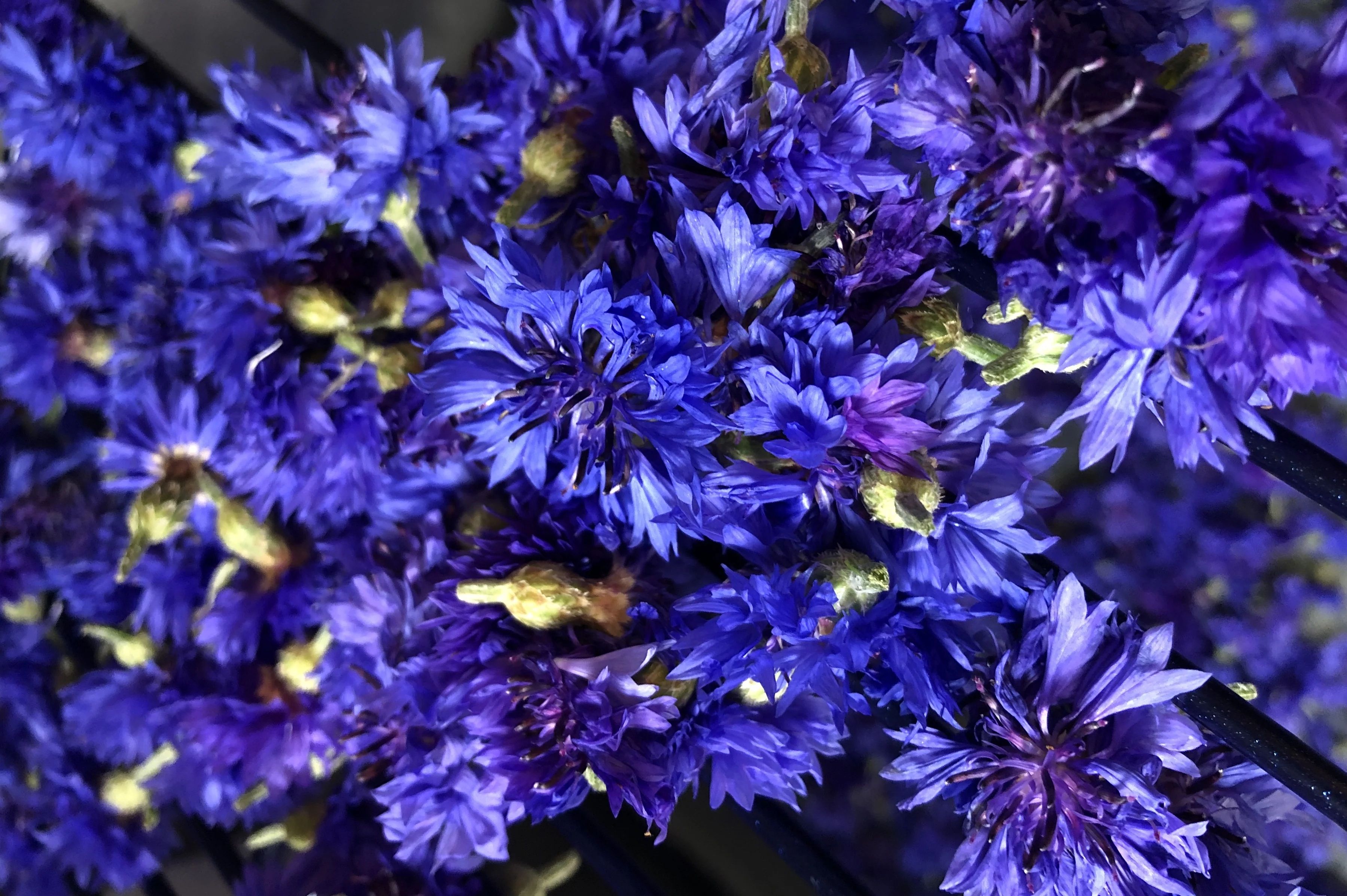 A close up look at blue cornflower flowers.