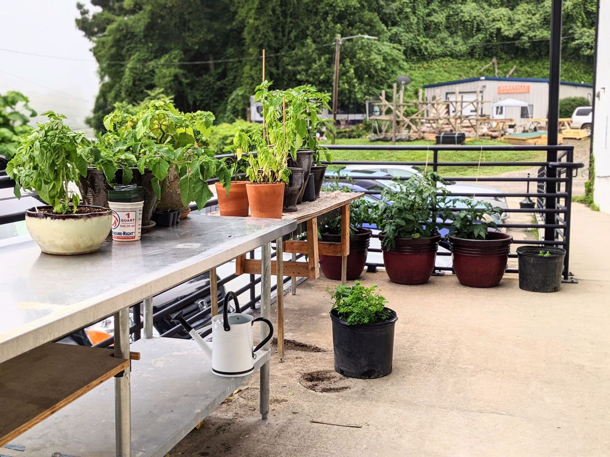 East Fork's Patio Garden , with pots of fresh herbs.