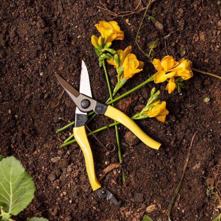 A pair of garden snips with a yellow handle and wide short blades is laying in the dirt with some cut flowers.