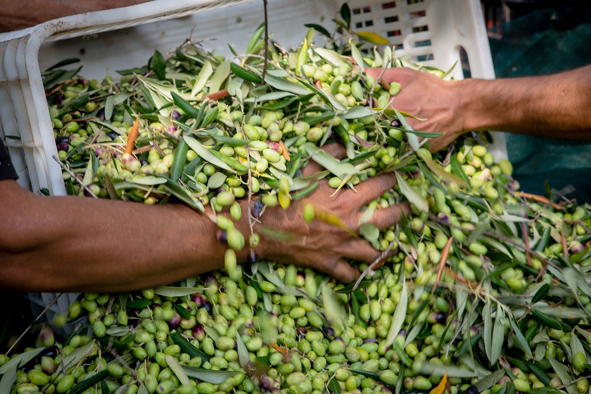 hands holding fresh green olives in a white bin