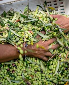 hands holding fresh green olives in a white bin