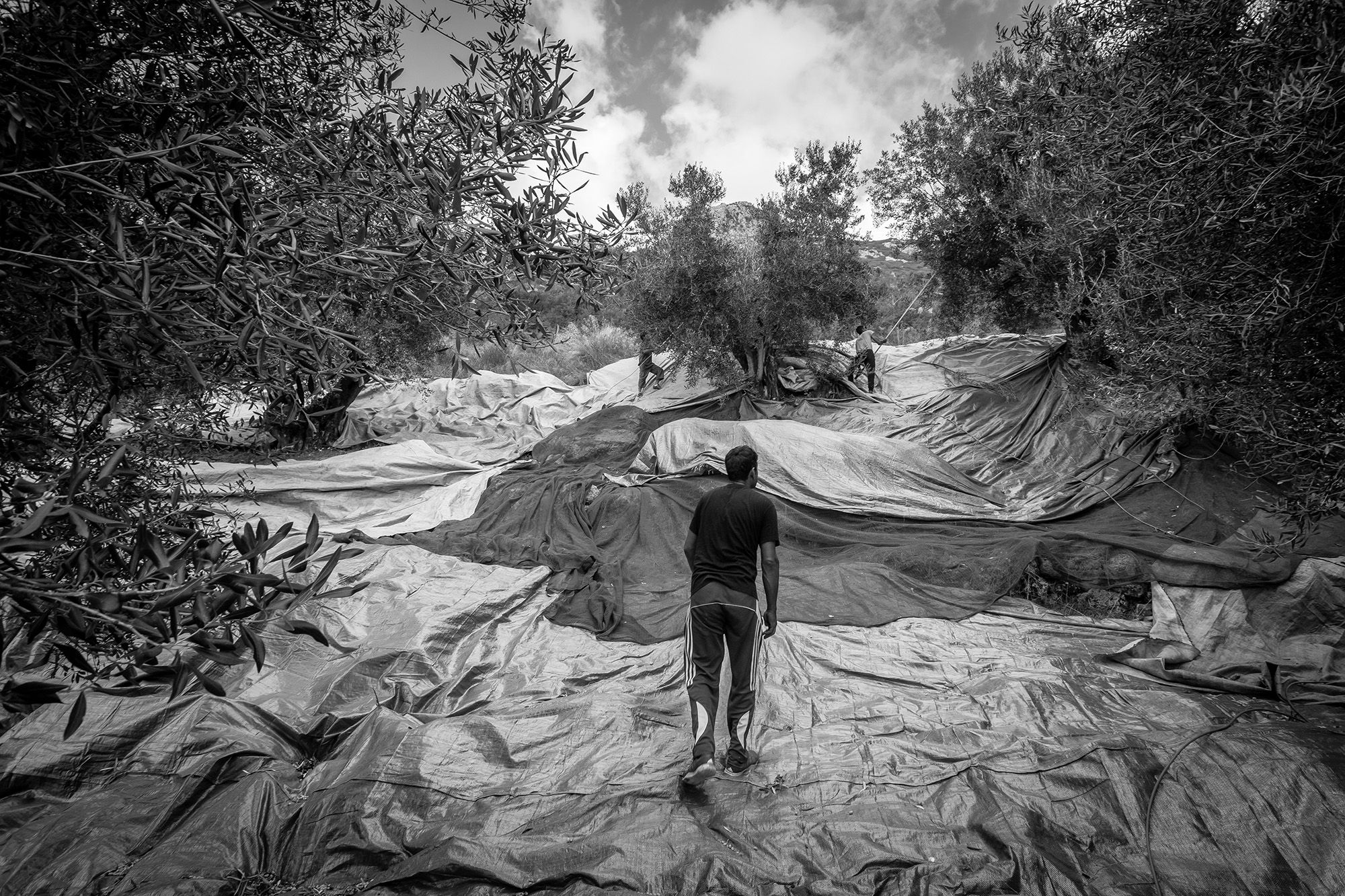 A black and white photo of people outside with tarps laid out to catch olives from olive trees.