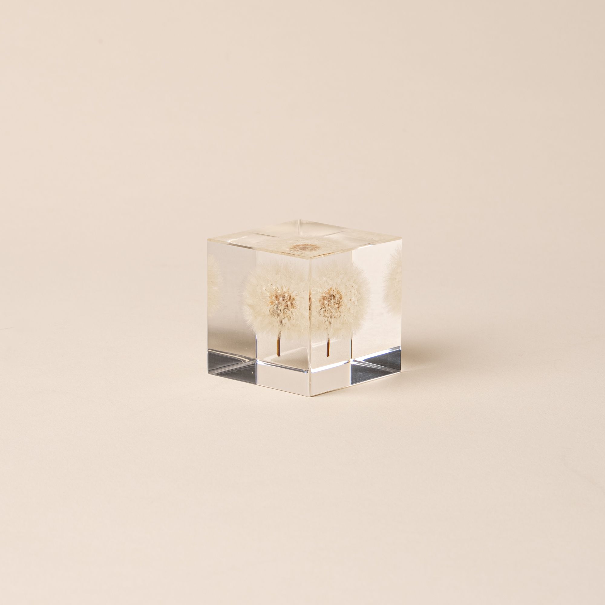 Fluffy white dandelion preserved inside a clear acrylic block on a beige background.