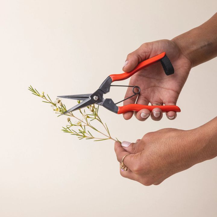 Hands holding a pair of garden snips with an orange handle and narrow short blades next to some dried floral stems